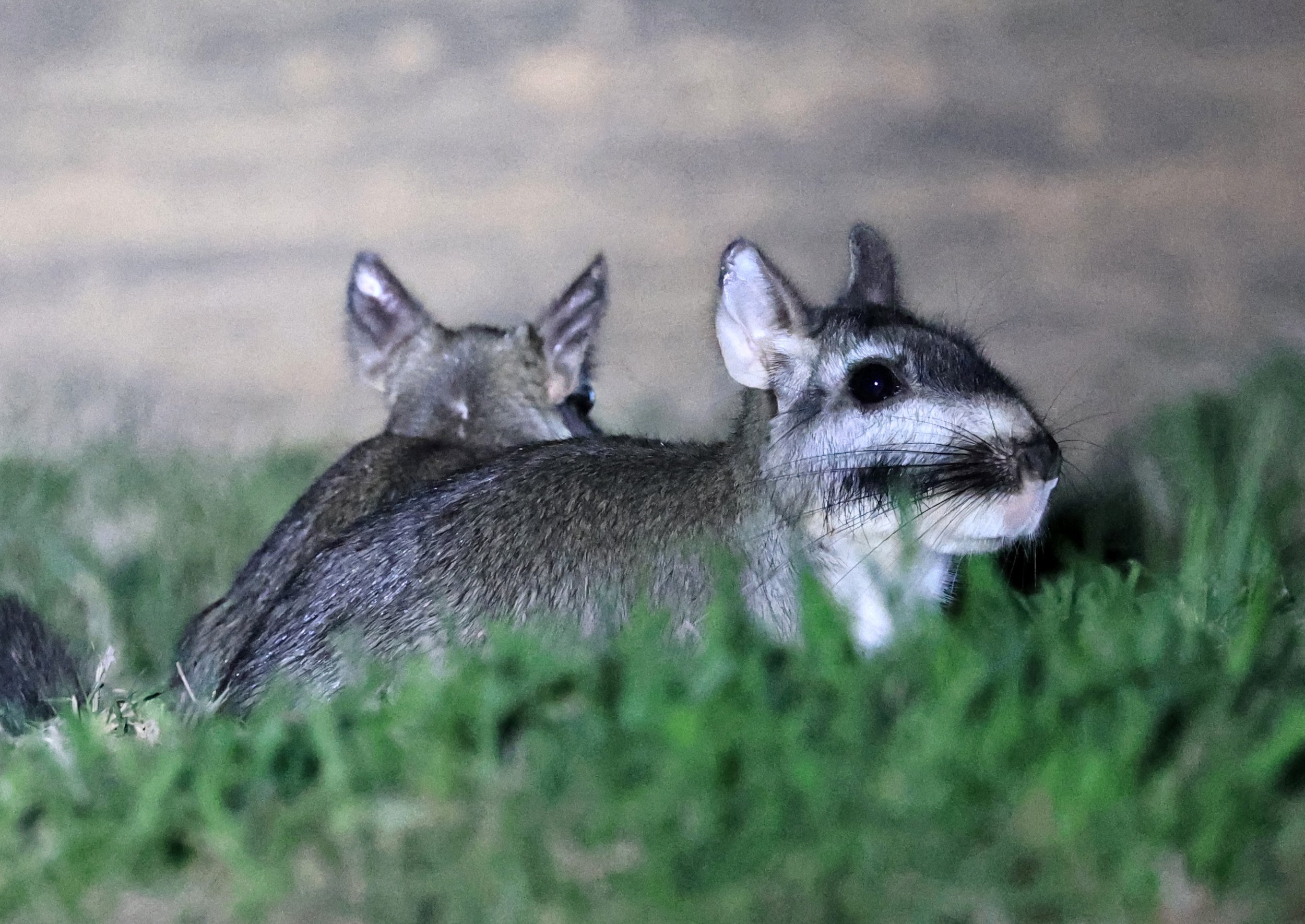 Plains Vizcacha (Lagostomus maximus) Reserva Natural Canada el Carmen, Paraguay  (36).jpg