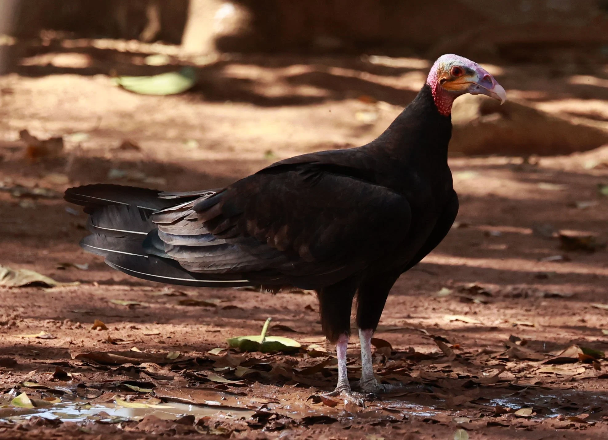 Vulture - Lesser Yellow-headed Vulture - Cathartes burrovianus - Emas National Park, Goias Brazil (14).jpg