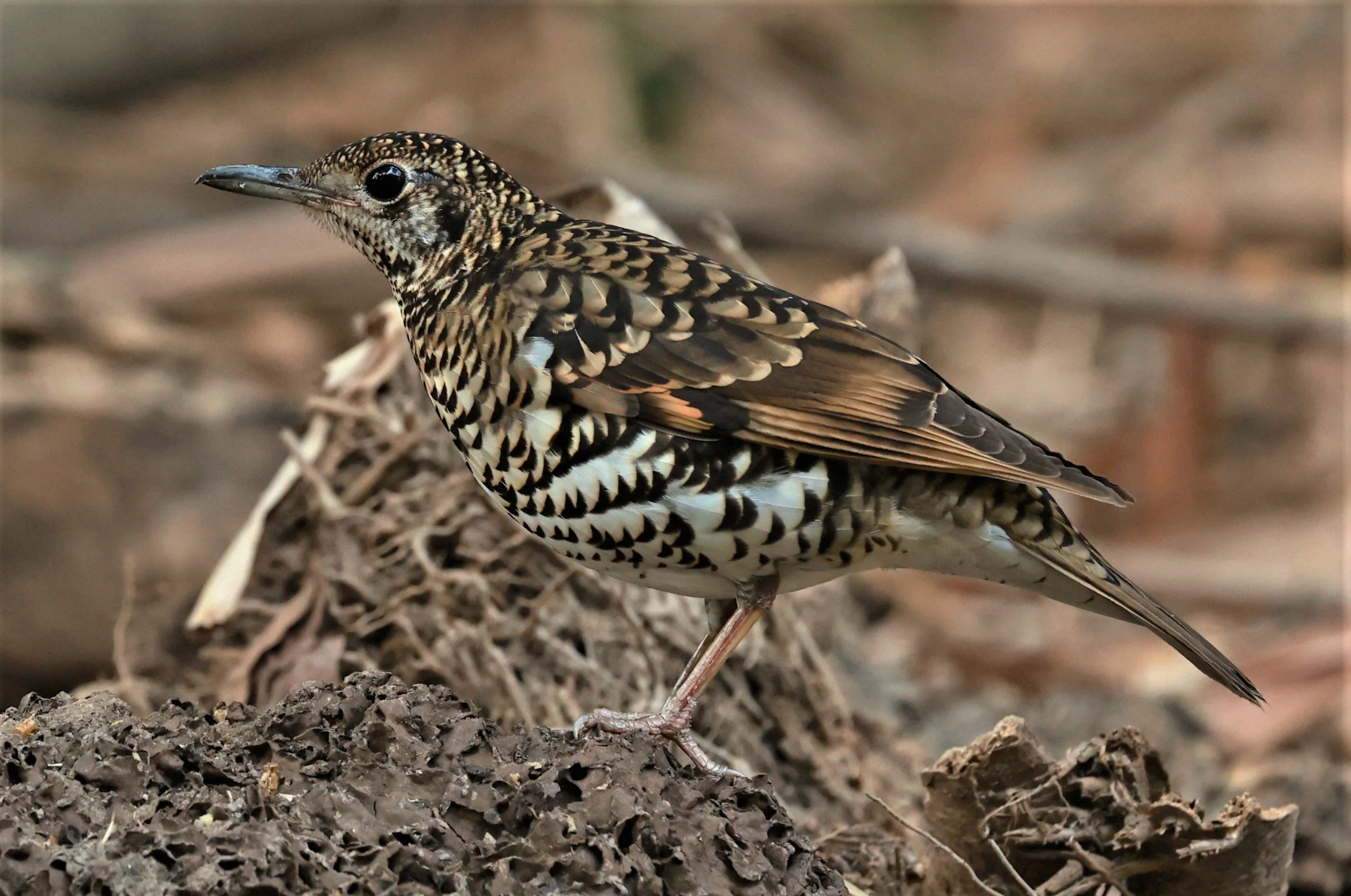 White's Thrush (Zoothera aurea) Putthamonthon Park Nakhon Pathom Thailand (90).jpg