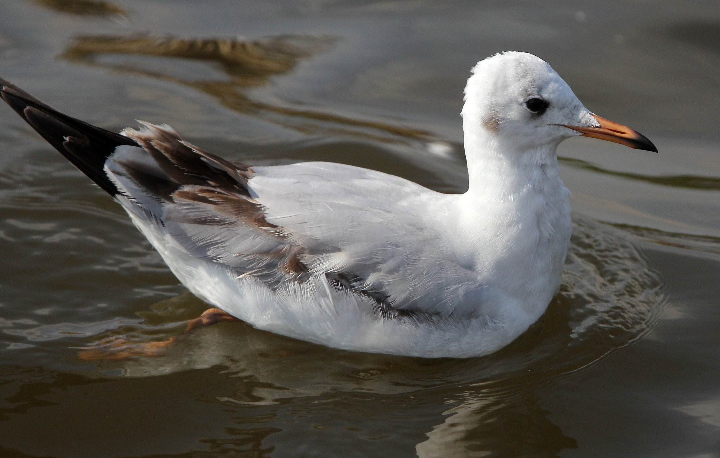 BIRD - GULL - BROWN HEADED GULL - BANG PU NATURE RESERVE THAILAND (1).JPG