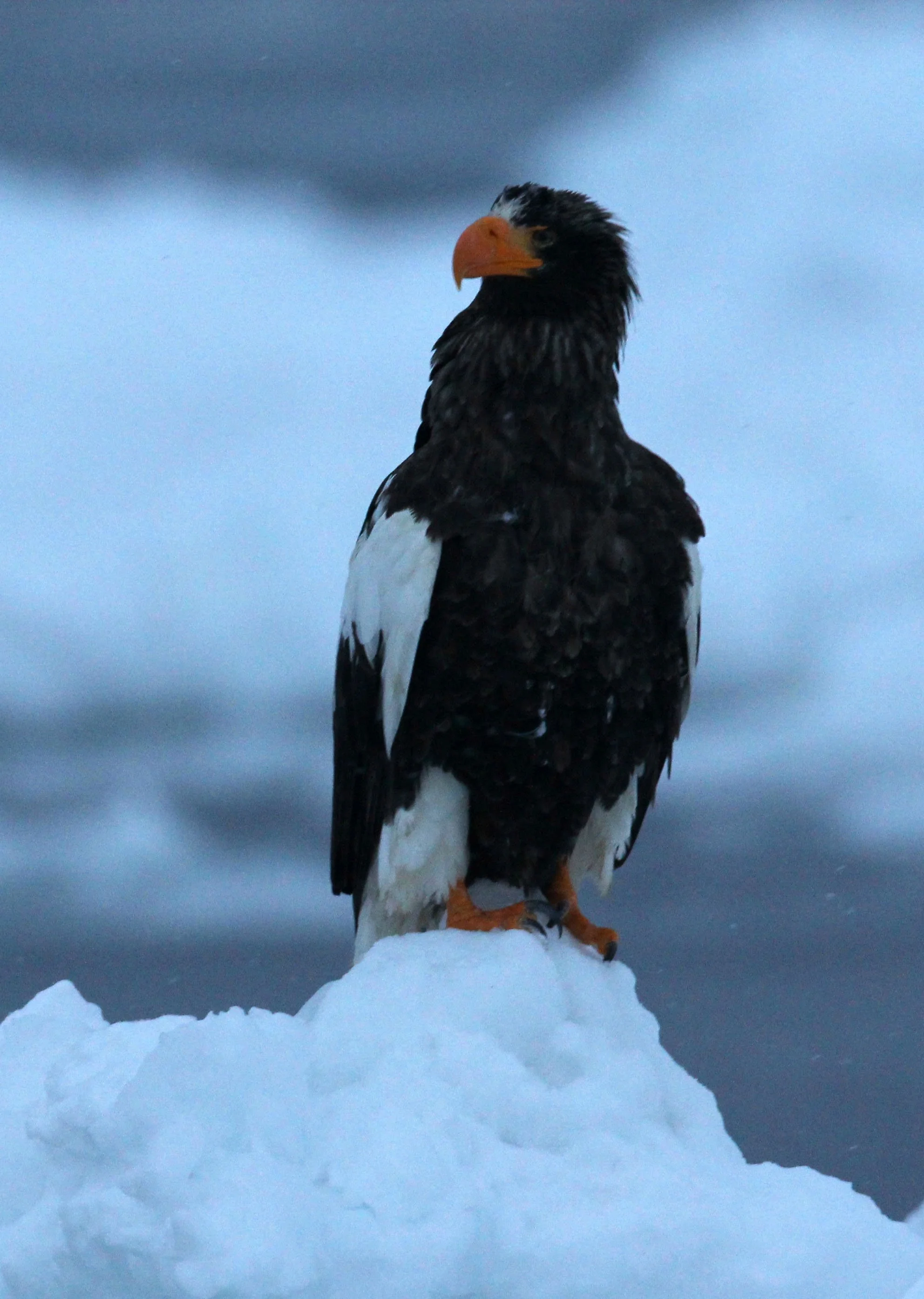 Haliaeetus pelagicus - STELLER'S SEA EAGLE - RAUSU, SHIRETOKO PENINSULA, HOKKAIDO JAPAN (225).JPG