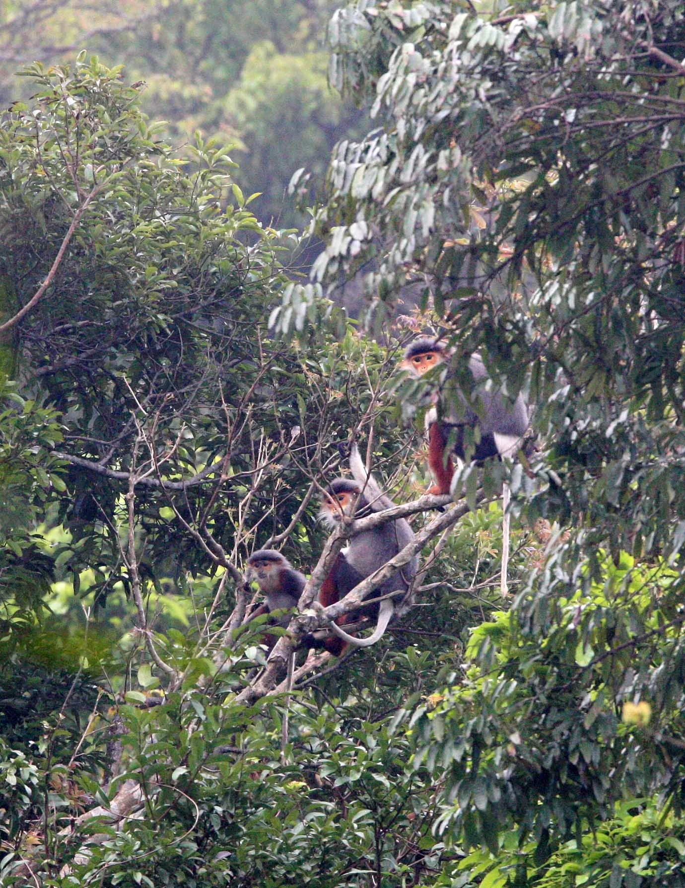 CERCOPITHECIDAE - Pygathrix nemaeus - RED-SHANKED DOUC - SON TRA PENINSULA DA NANG VIET NAM (75).JPG