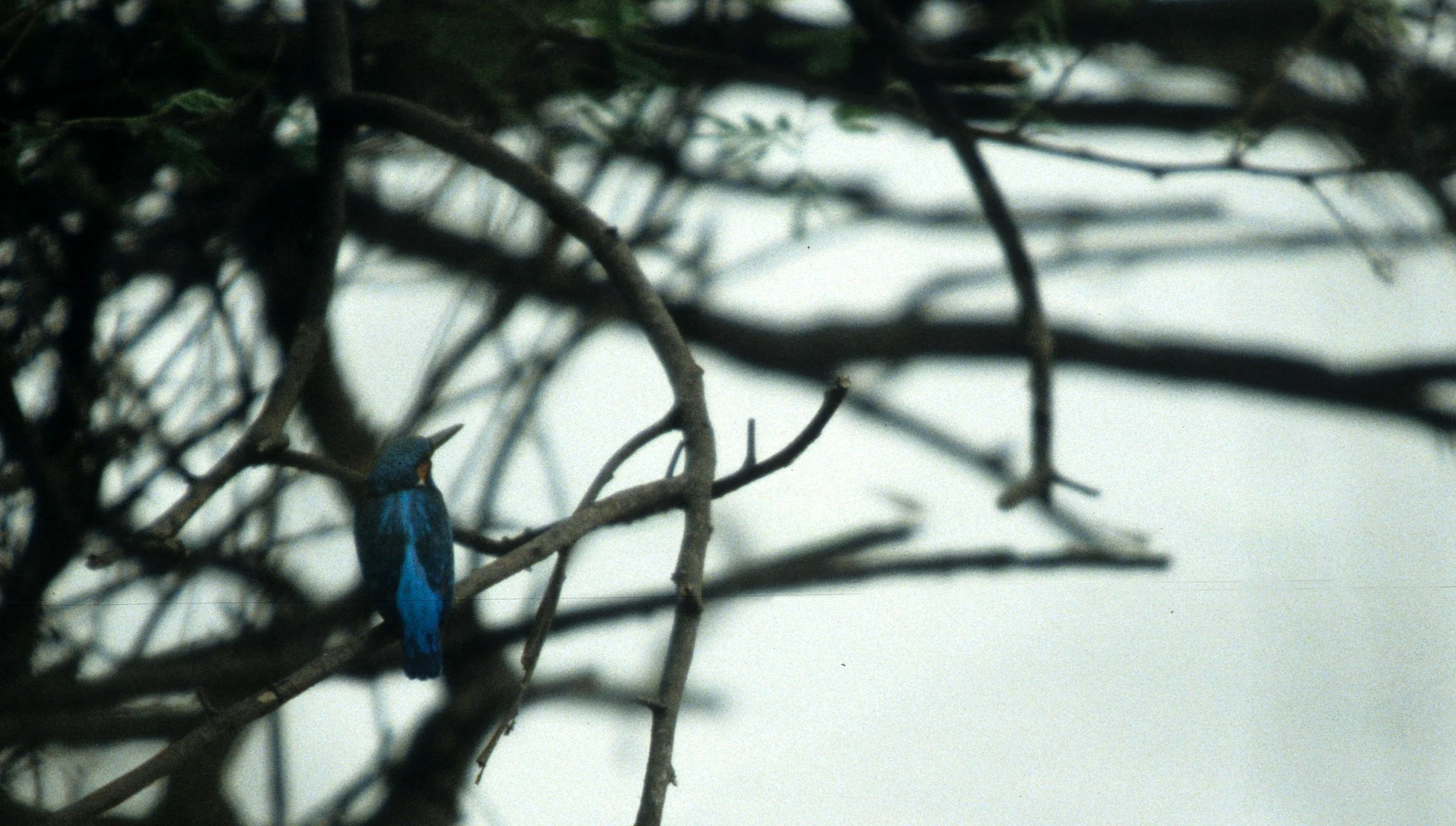 BIRD - KINGFISHER - SPECIES B - CHITWAN NEPAL.jpg