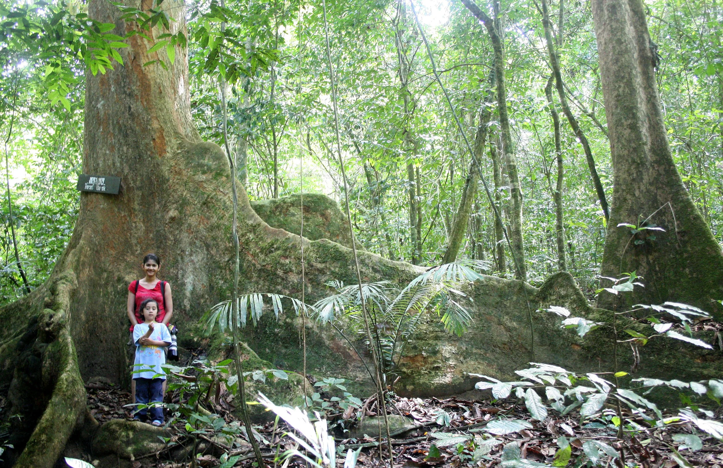 KRUNG CHIN NP THAILAND - FOREST GIANT (5).JPG