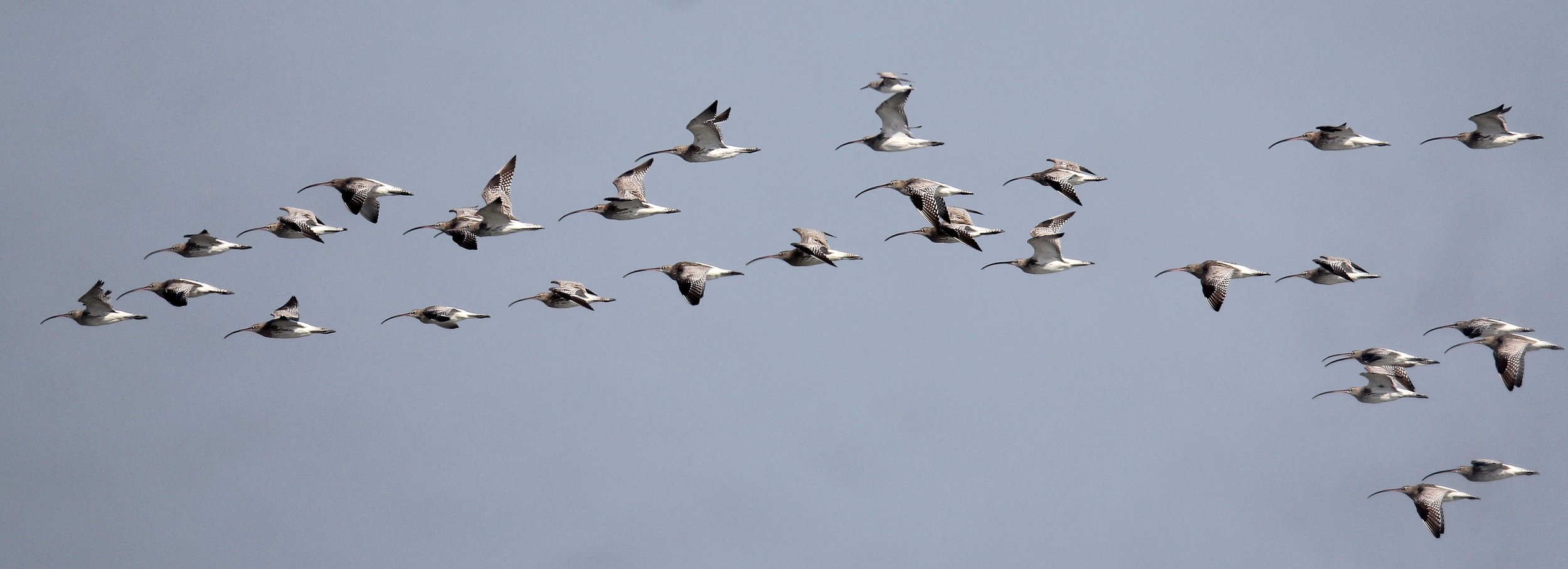 CURLEW - EURASIAN CURLEW - Numenius arquata - PAK THALE LEAM PAK BIA, PETCHABURI PROVINCE THAILAND (21).JPG