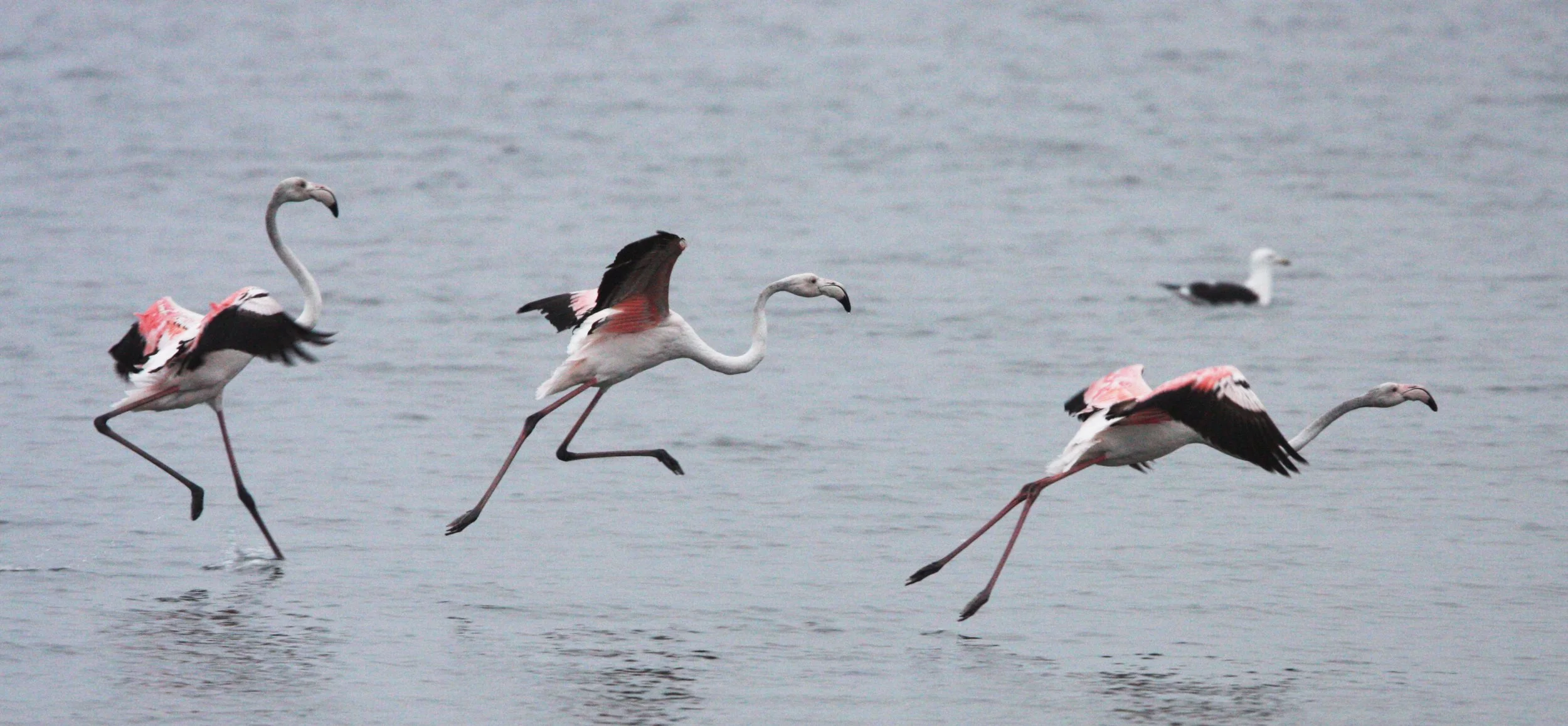 Phoenicopterus roseus - Greater Flamingo - Walvis Bay Namibia (50).JPG