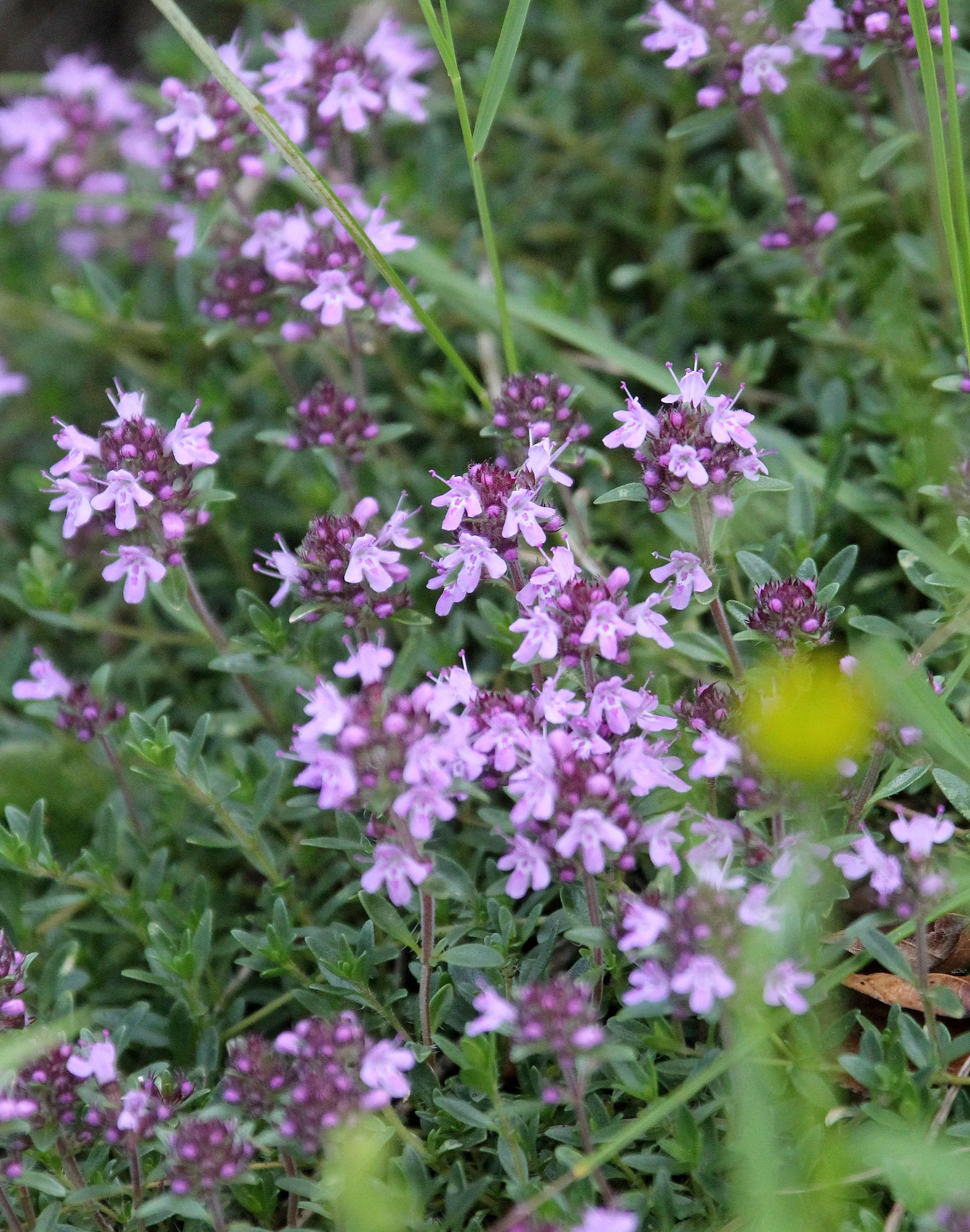 VERCORS NATIONAL PARK FRANCE (16).JPG