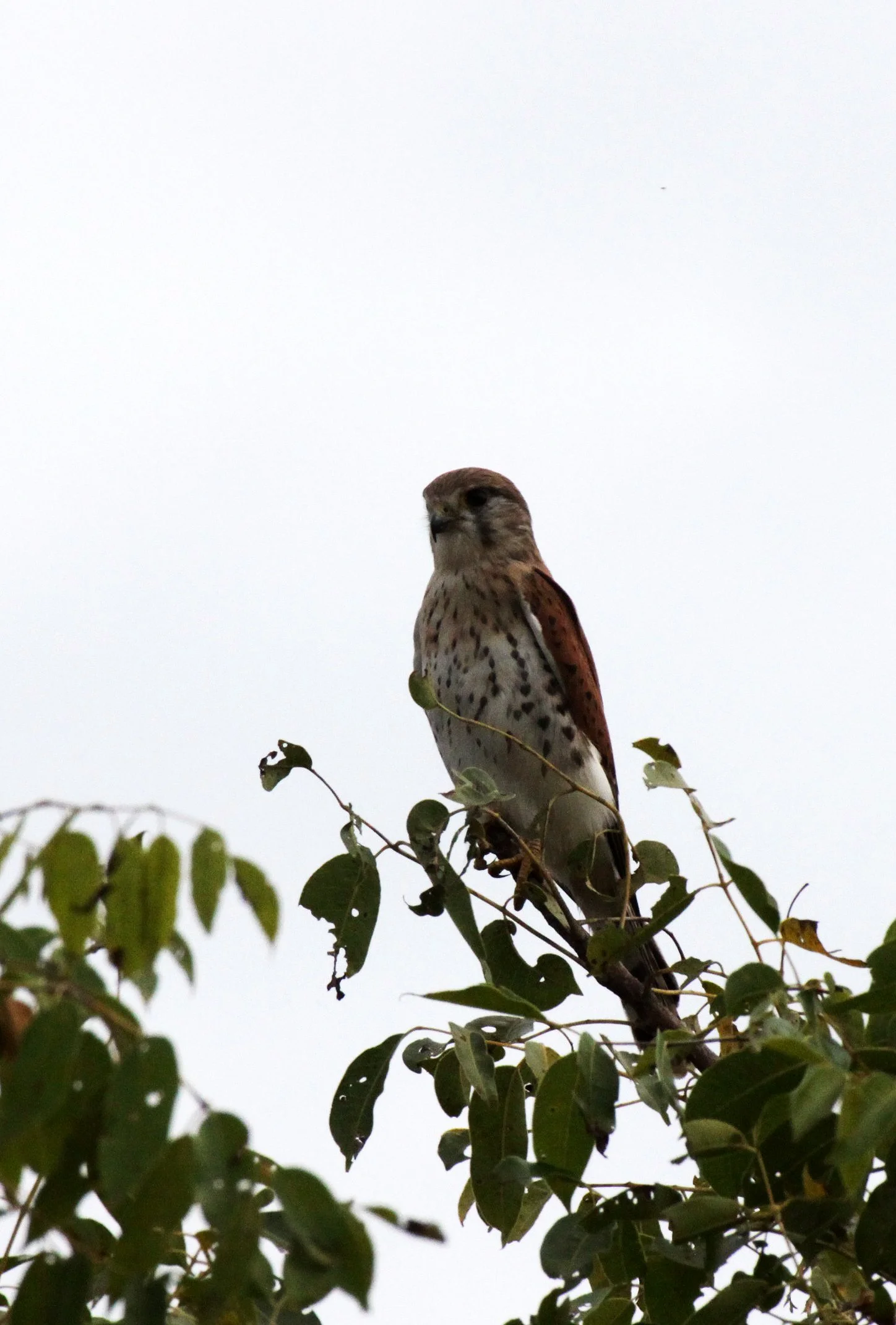 BIRD - KESTREL - MADAGASCAR KESTREL - FALCO NEWTONI - MORONDAVA MADAGASCAR (3).JPG