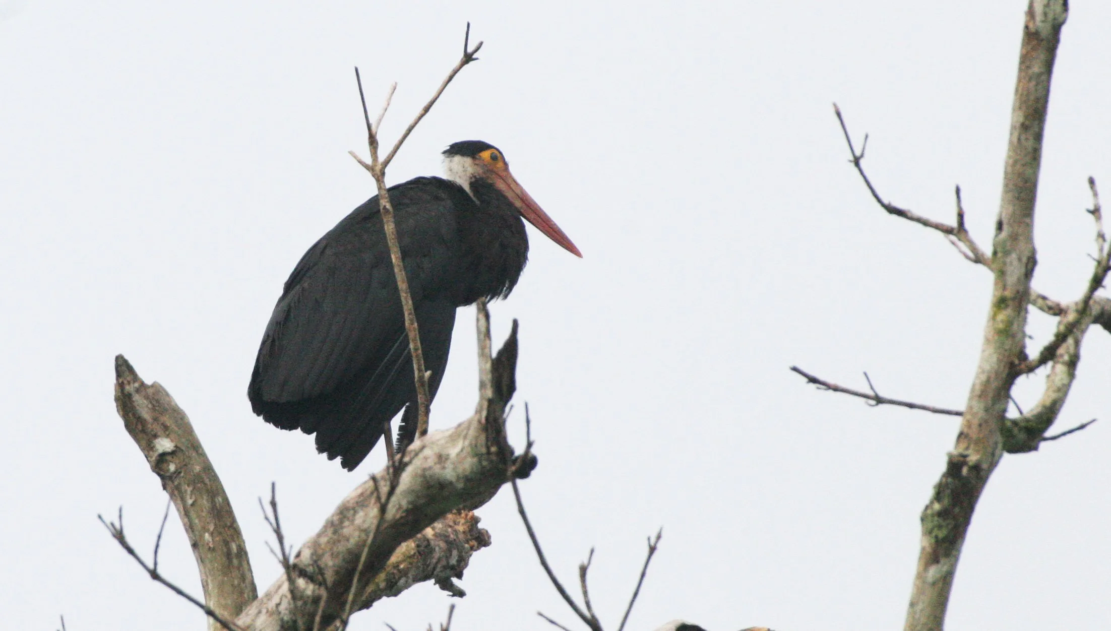 STORK - STORM'S STORK - Ciconia stormi - KINABATANGAN RIVER BORNEO (22).JPG