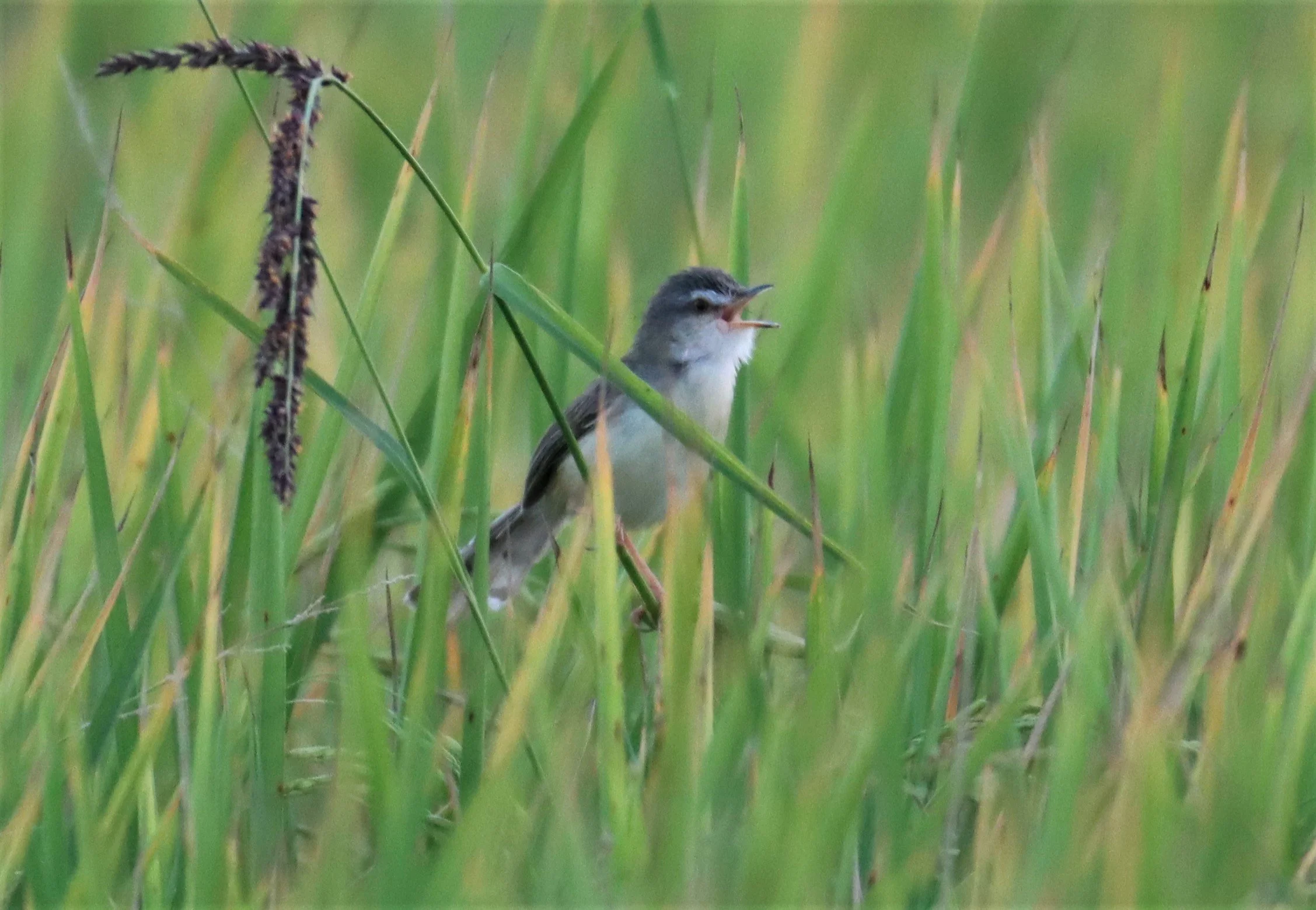 PRINIA - PLAIN PRINIA - Prinia inornata - LAT KRABANG WETLANDS NEAR BANGKOK (12).jpg