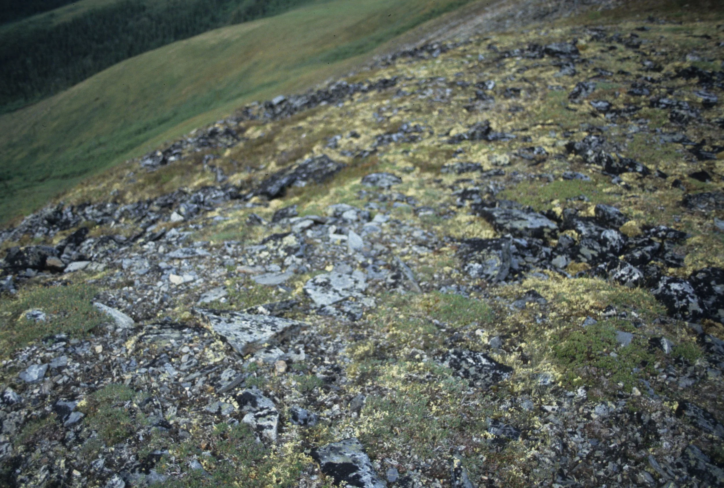 ALASKA - RICHARDSON HIGHWAY - TUNDRA.jpg