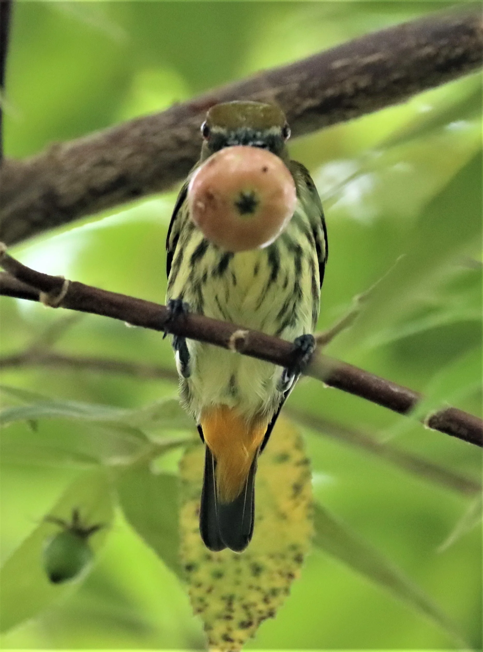 FLOWERPECKER - YELLOW-VENTED FLOWERPECKER - Dicaeum chrysorrheum - BAAN MAKA - IMAGE BY GIFT  (16).jpg