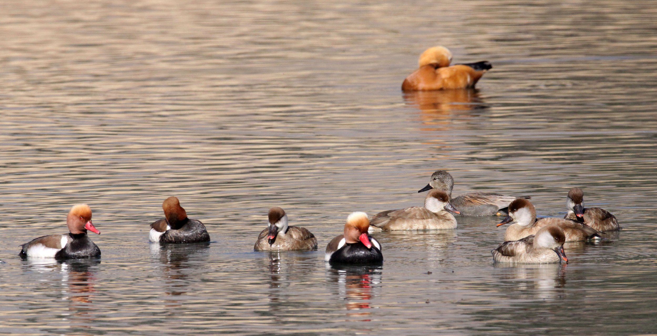 POCHARD - RED-CRESTED POCHARD - Netta rufina - CAO HAI WETLANDS PARK NEAR LIJIANG YUNNAN CHINA (64).JPG