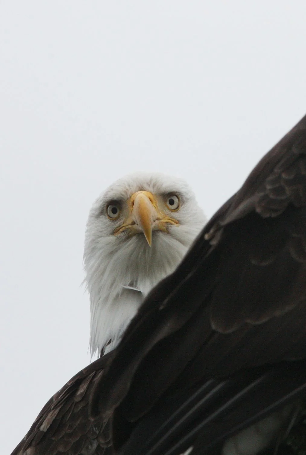 Haliaeetus leucocephalus - AMERICAN BALD EAGLE - KNIGHT INLET BRITISH COLUMBIA (95).JPG