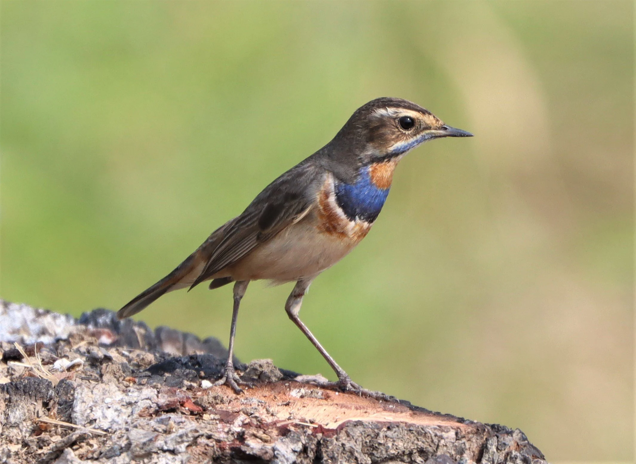 BLUETHROAT - Luscinia svecica - LAT KRABANG WETLANDS NEAR BKK (26).jpg