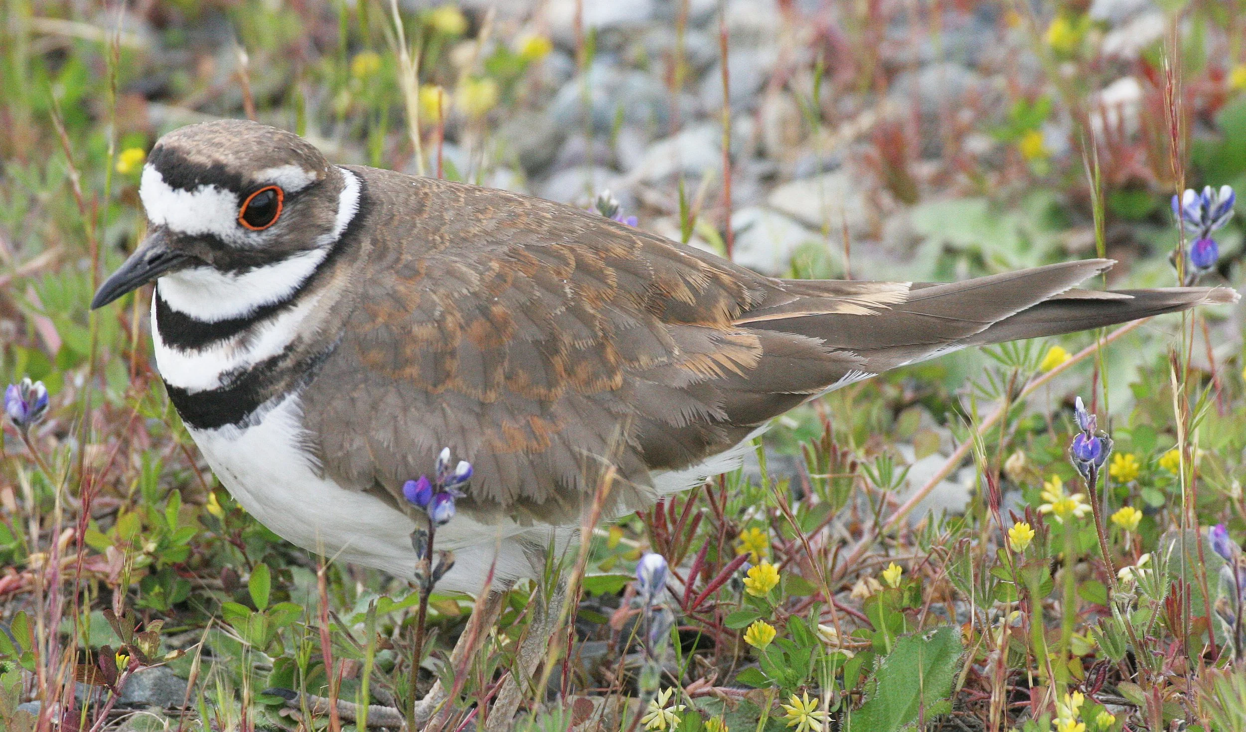 BIRD - KILLDEER - SEQUIM WA (18).JPG