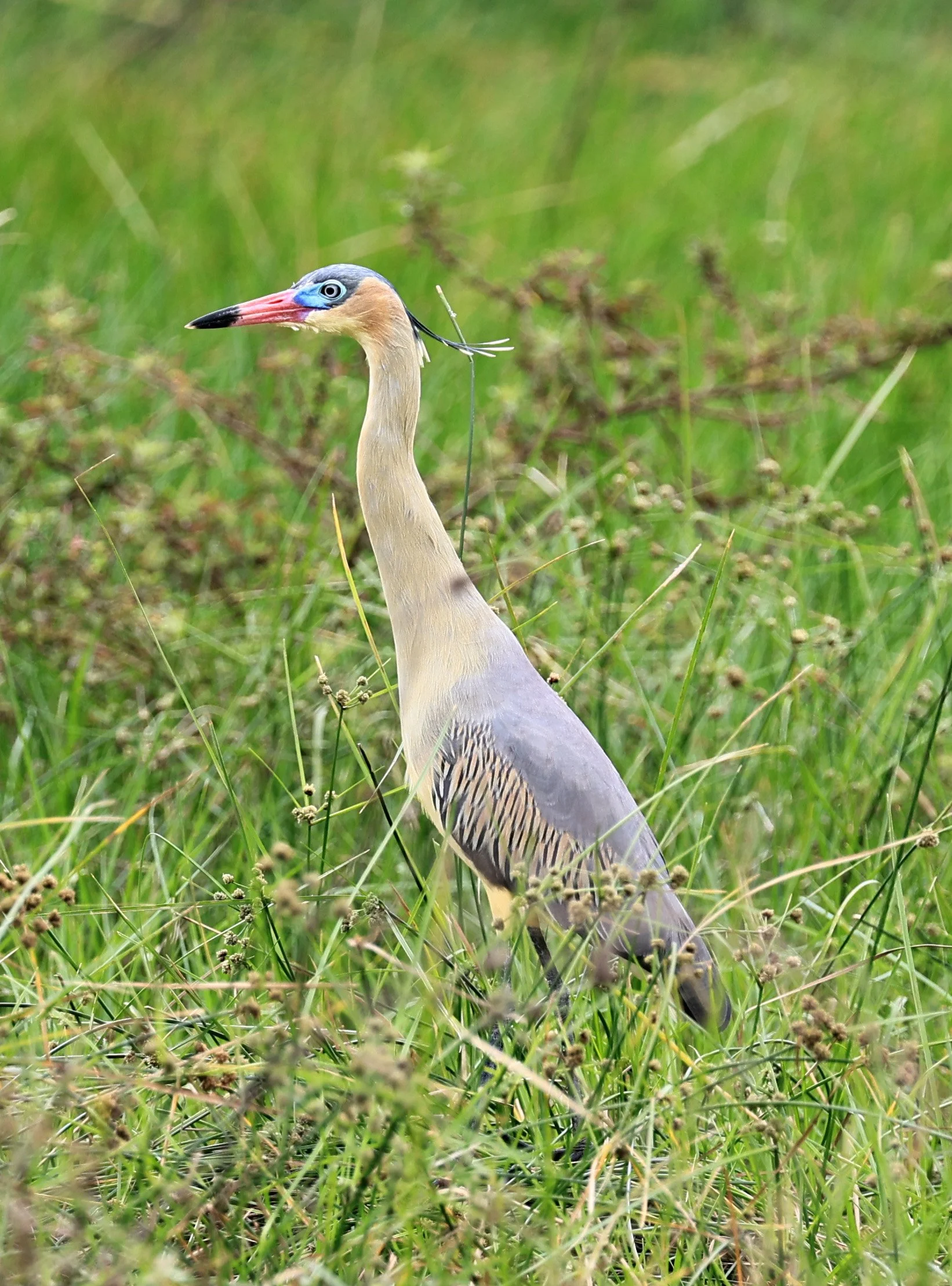 Whistling Heron (Syrigma sibilatrix) Agua Dulce Paraguay (10).jpg