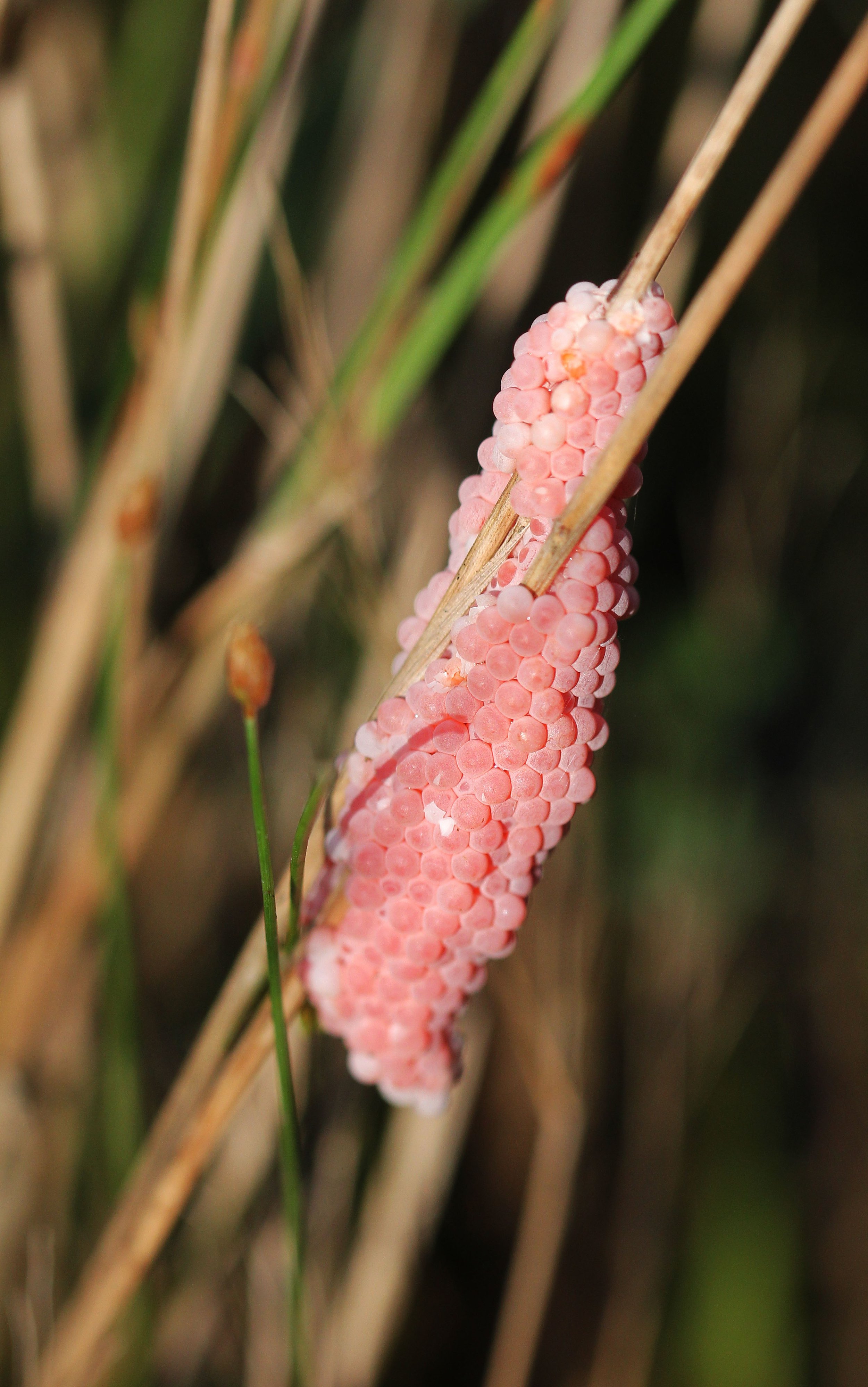 2015 Koh Lanta October Break Trip  (59).JPG