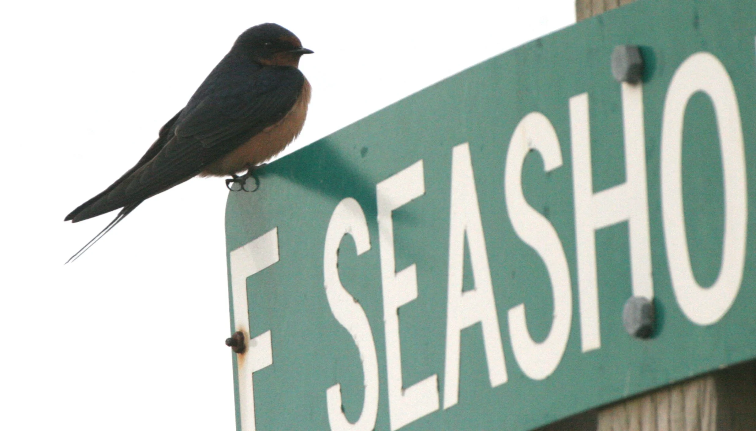 Barn Swallow (Hirundo rustica) Jamestown Olympic Peninsula Washington (1).JPG