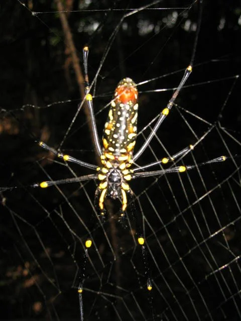 KOH LANTA - PROPERTY - 2005 (91).jpg