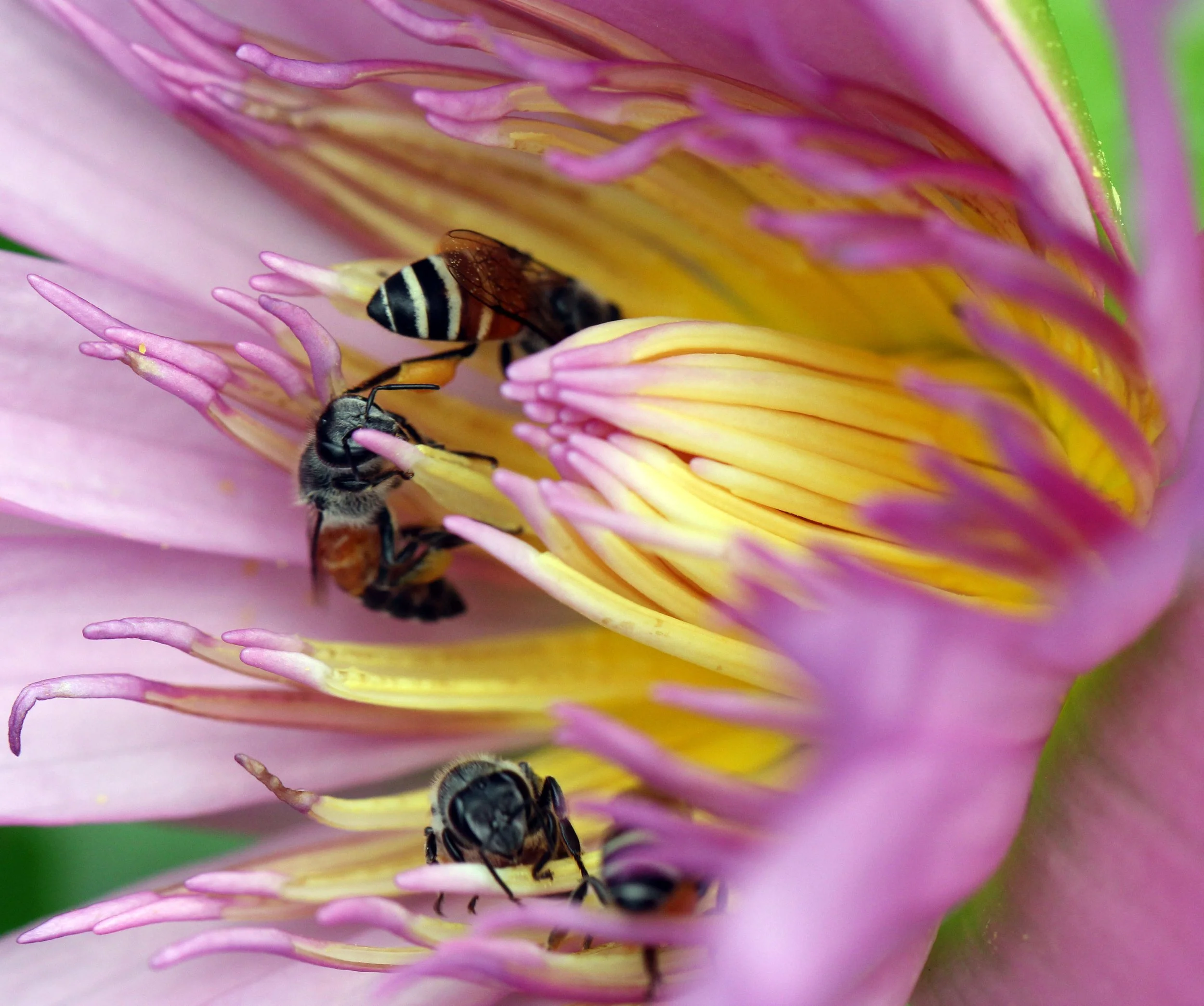 CHAÁM THAILAND - SEPTEMBER 2013 (101).JPG