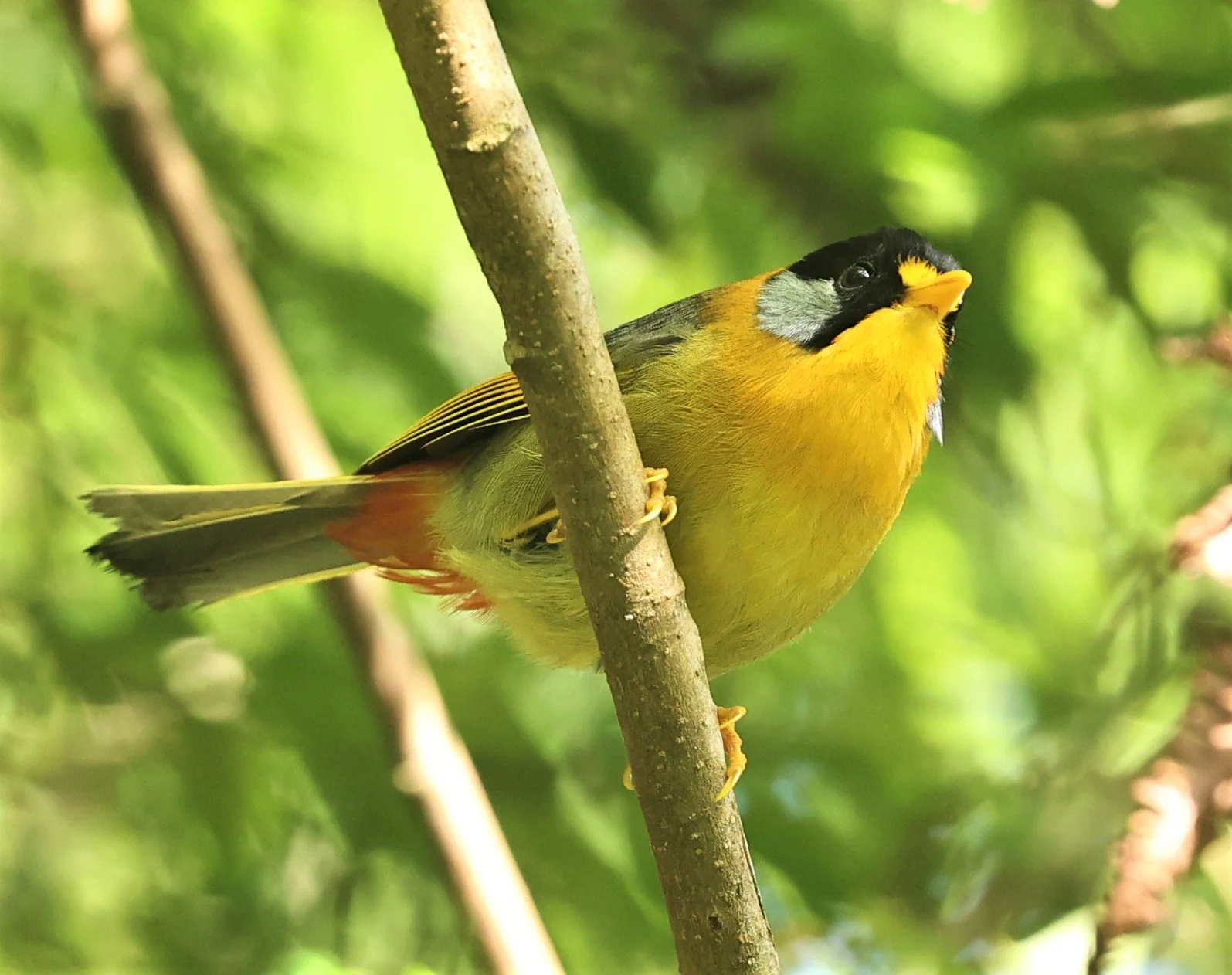 Leiothrix argentauris - SILVER-EARED MESIA - FRASER'S HILL, MALAYSIA JUNE 2022 (47).jpg