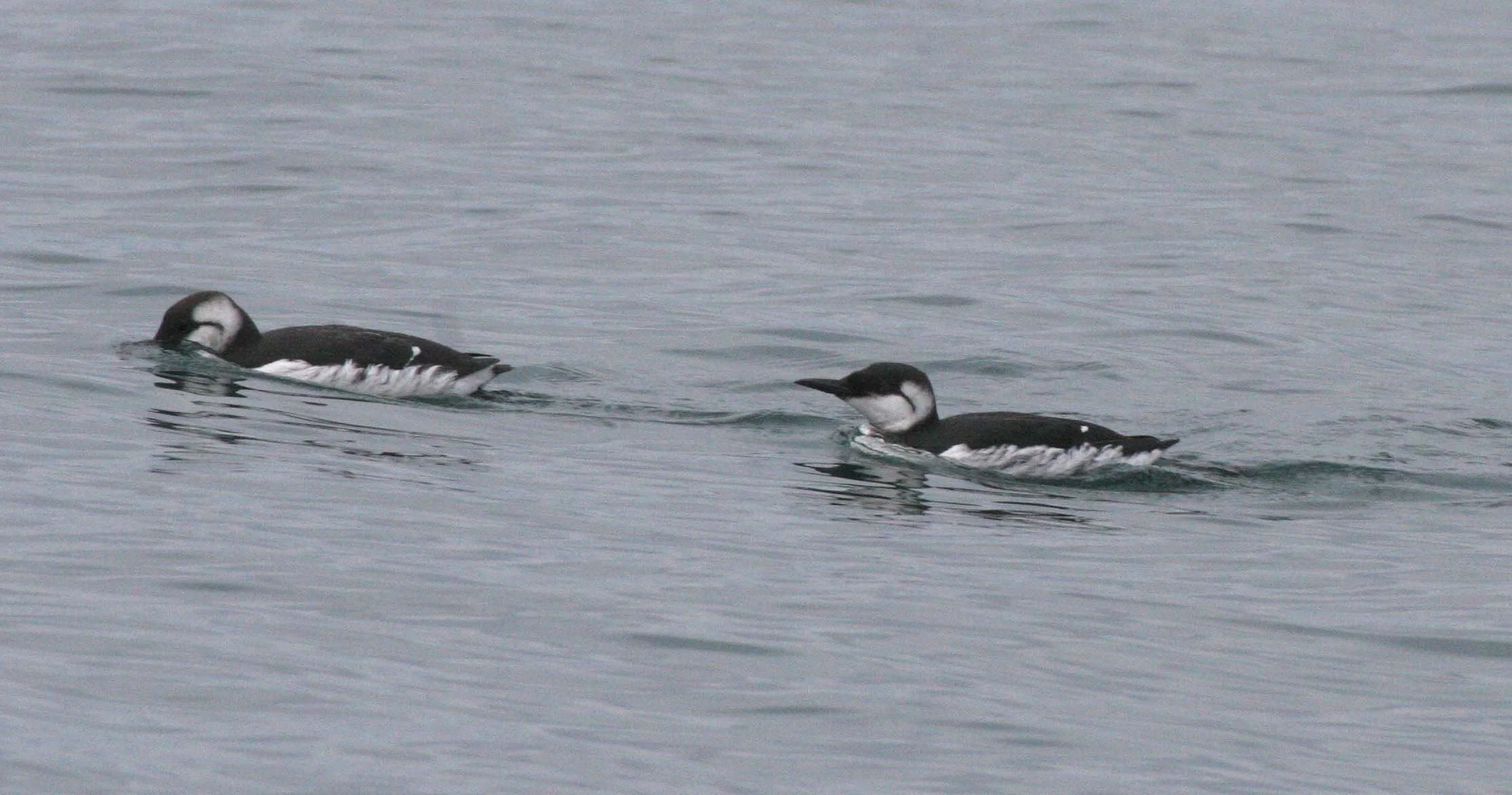 Uria aalge - COMMON MURRE - STRAIT OF JUAN DE FUCA WA (12).jpg