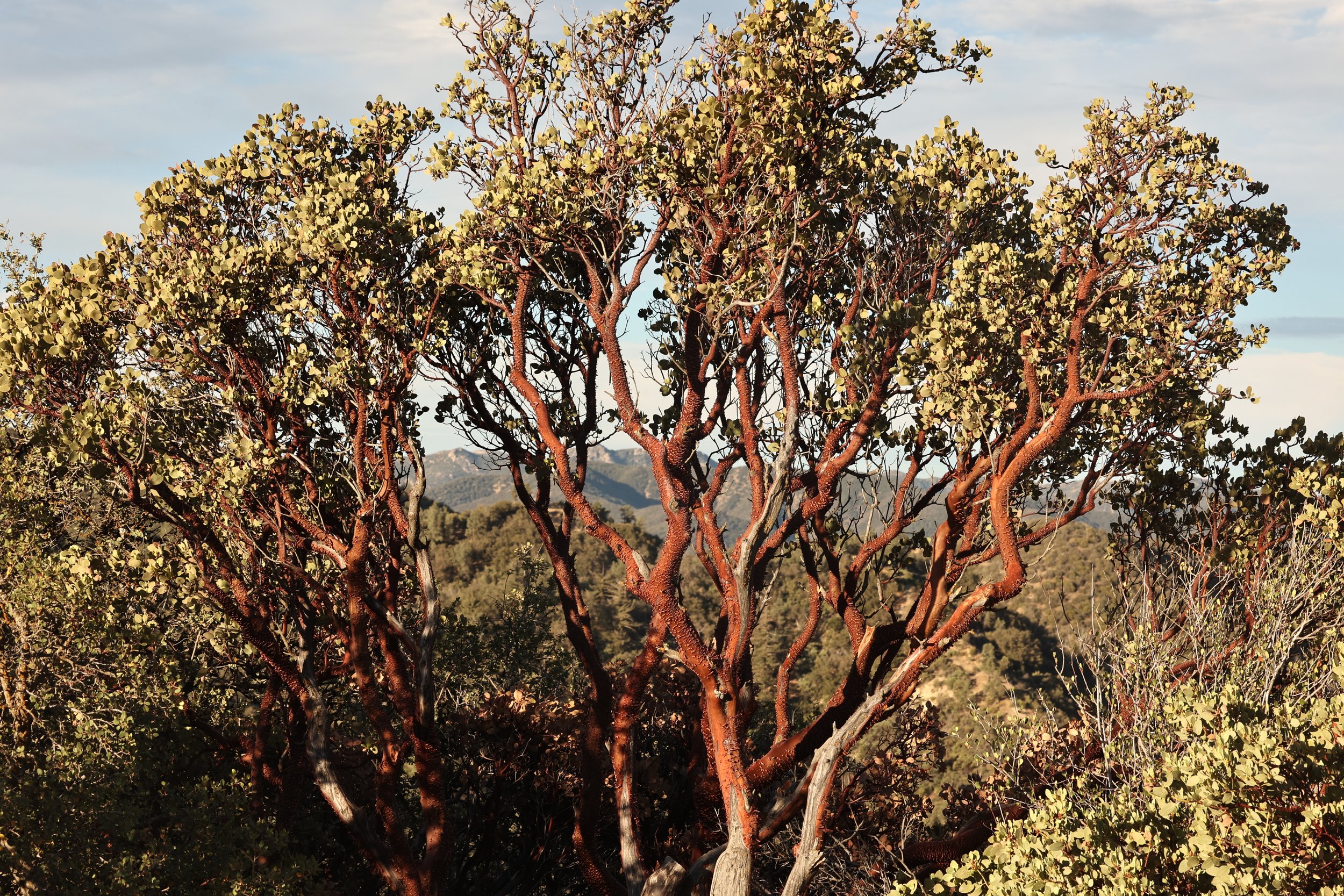 WHEELER CANYON LOS PADRES NATIONAL FOREST CALIFORNIA (6).JPG