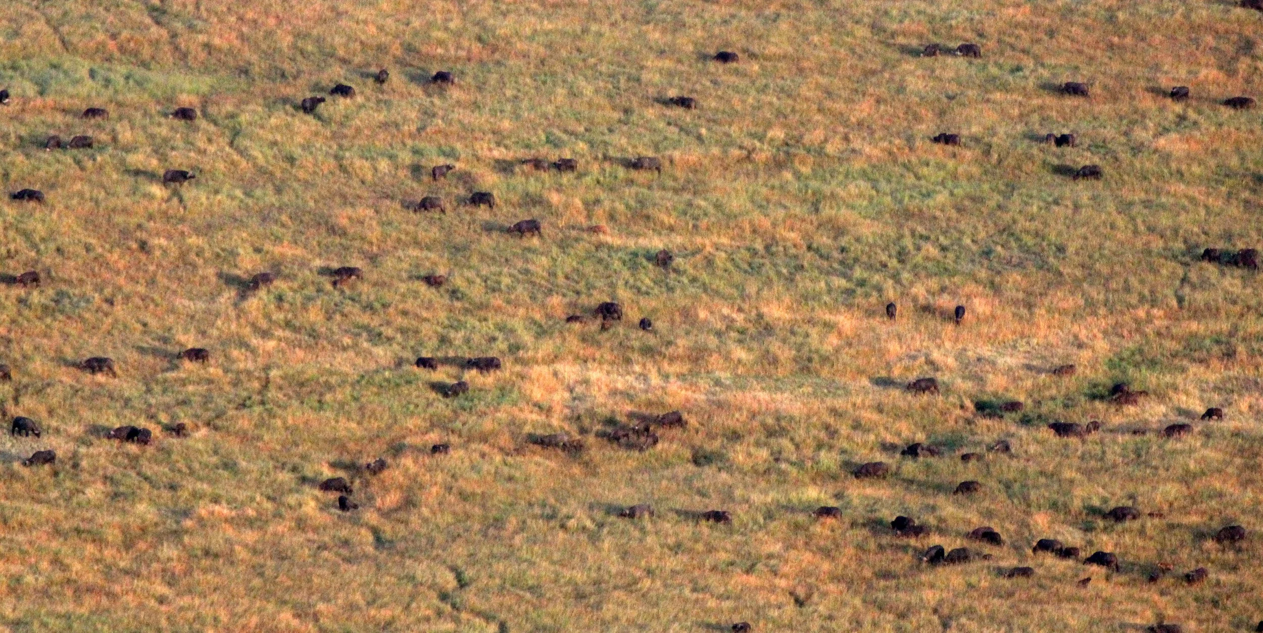 BUFFALO - CAPE BUFFALO - Syncerus caffer - MASAI MARA NATIONAL PARK KENYA (5).JPG