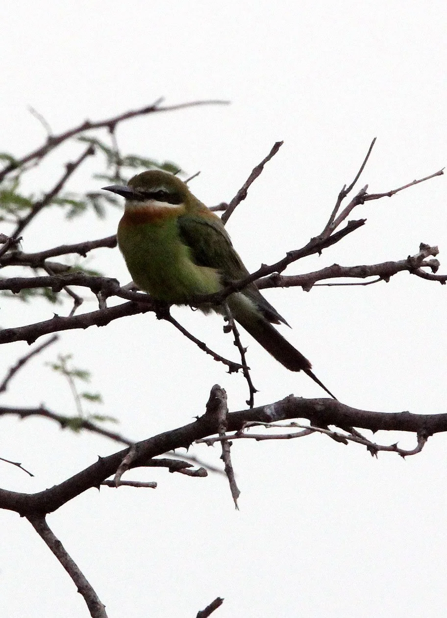 BIRD - BEE-EATER - MADAGASCAR BEE-EATER - AWASH NATIONAL PARK ETHIOPIA (3).JPG