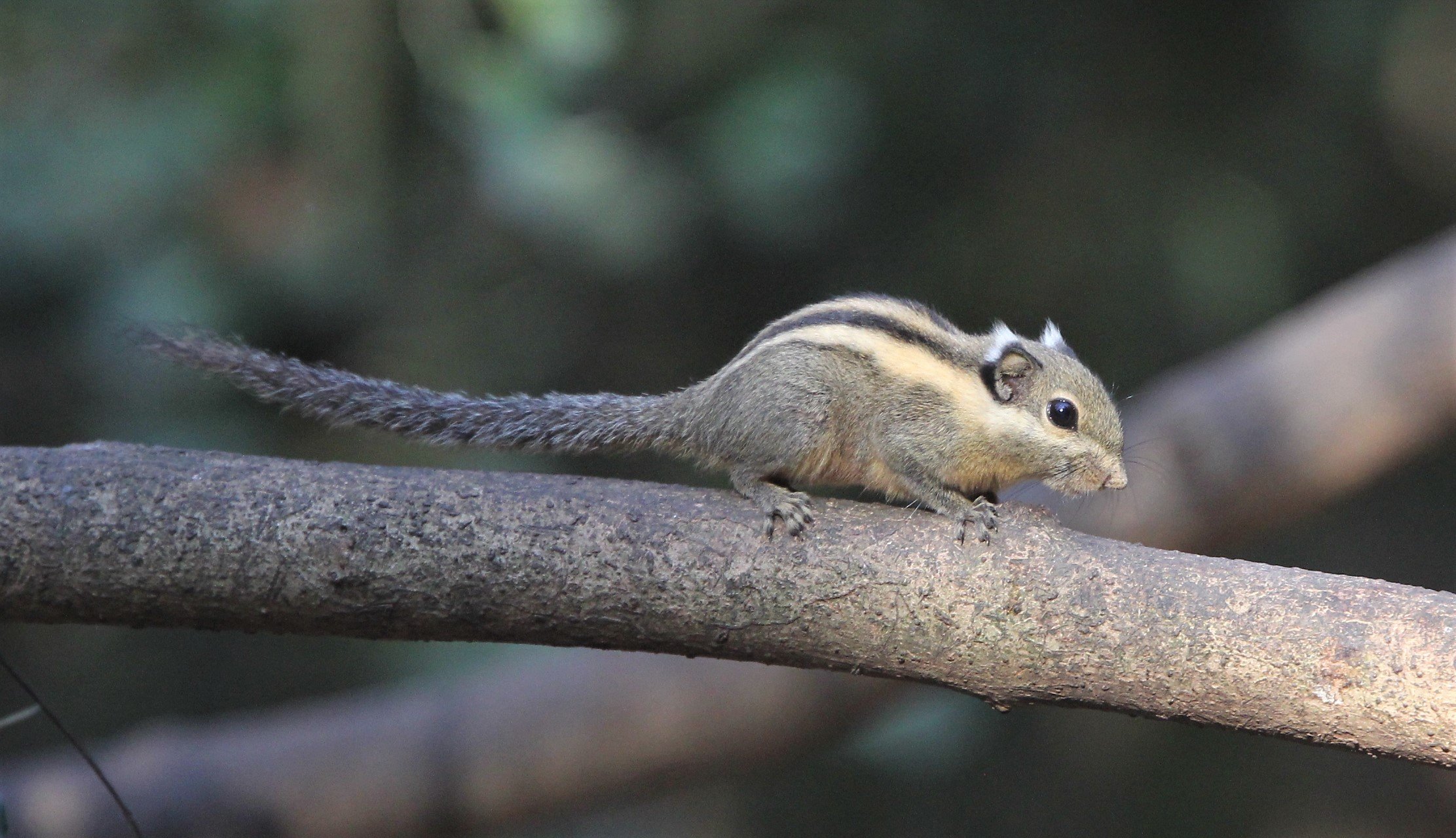 Tamiops mcclellandii - WESTERN STIPED SQUIRREL - LUNG SIN HIDE, KAENG KRACHAN (9).jpg