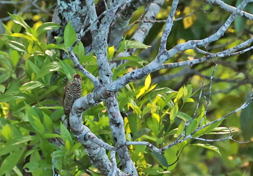 Woodpecker - Golden-collared Woodpecker - Dryobates cassini - Museu da Amazonia Tower Park (MUSA), Manaus (4).jpg