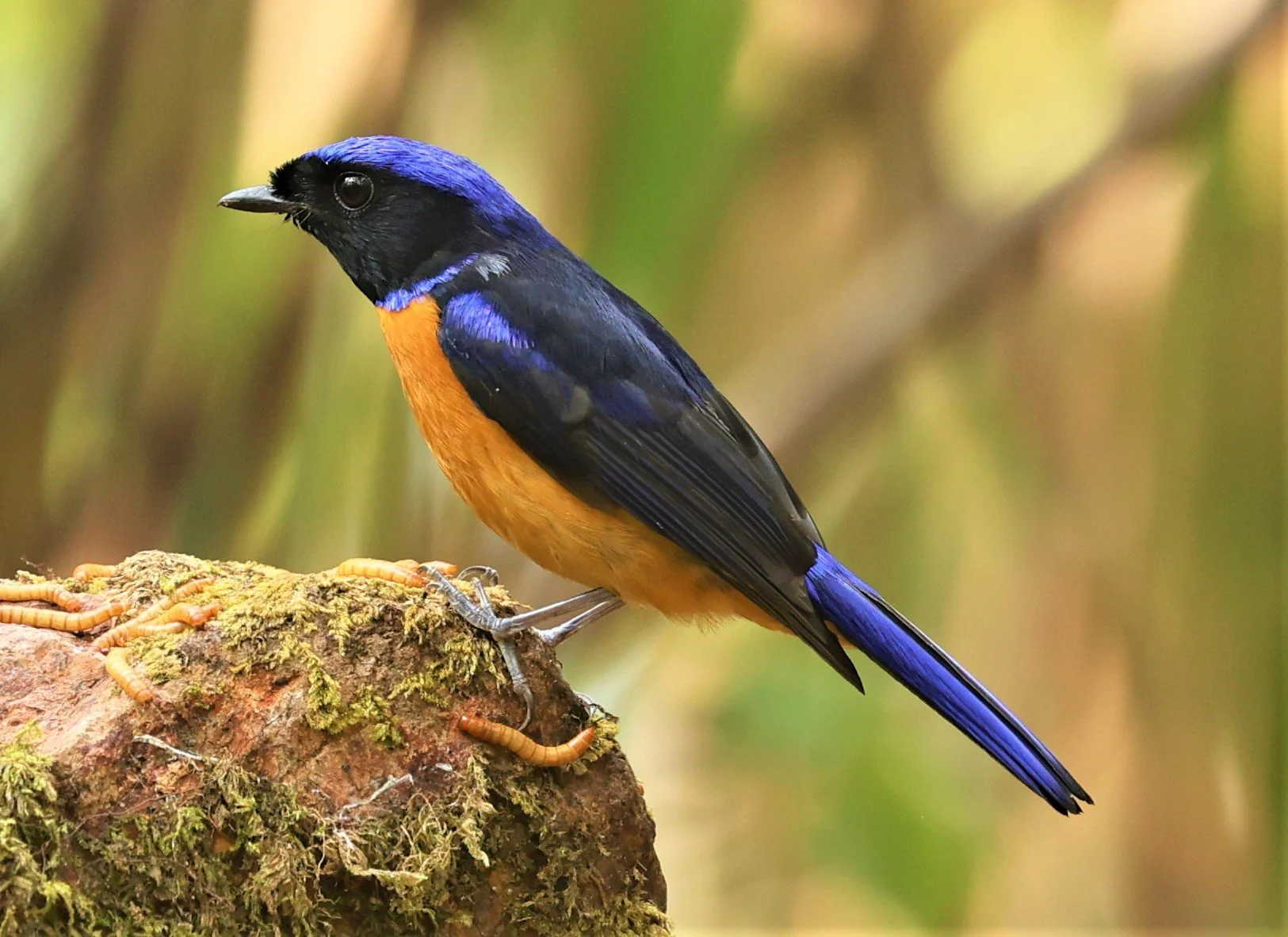 NILTAVA - RUFOUS-BELLIED NILTAVA - Niltava sundar - DOI SAN JU (DOI LANG WEST) FEB 2022 (43).jpg