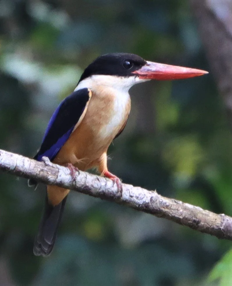 Black-capped Kingfisher (Halcyon pileata)