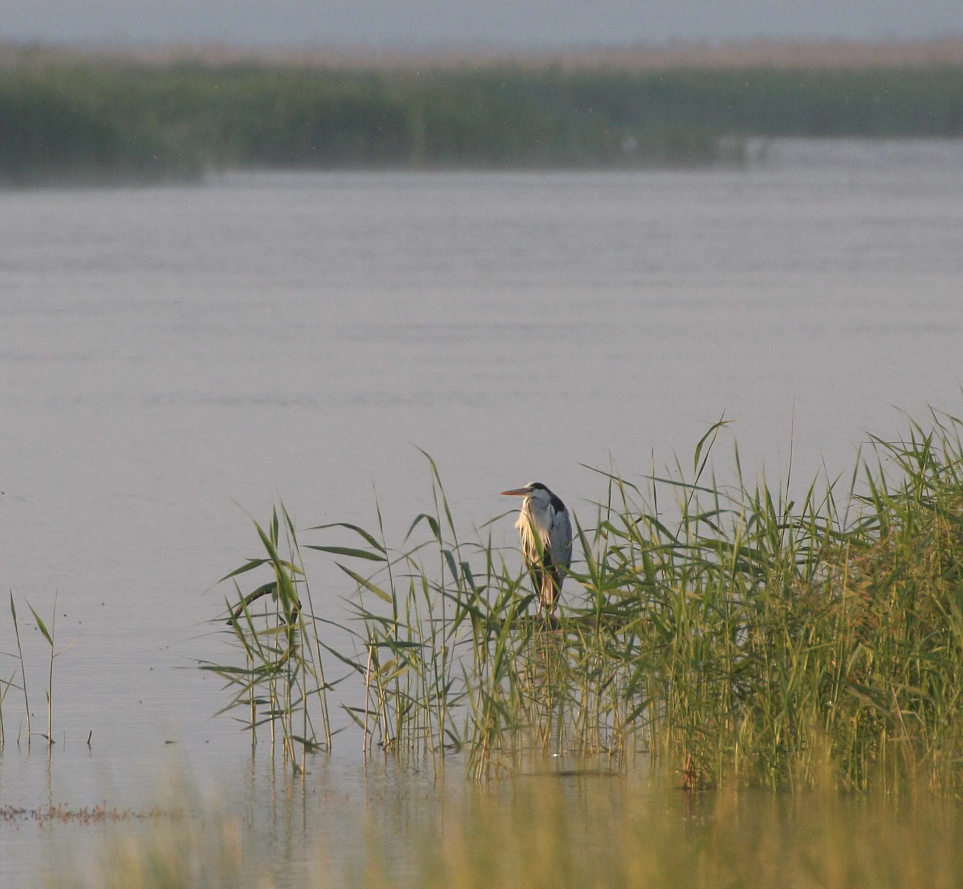 HERON - GREY HERON -  Ardea cinerea - SELENGA DELTA LAKE BAIKAL RUSSIA (10).jpg
