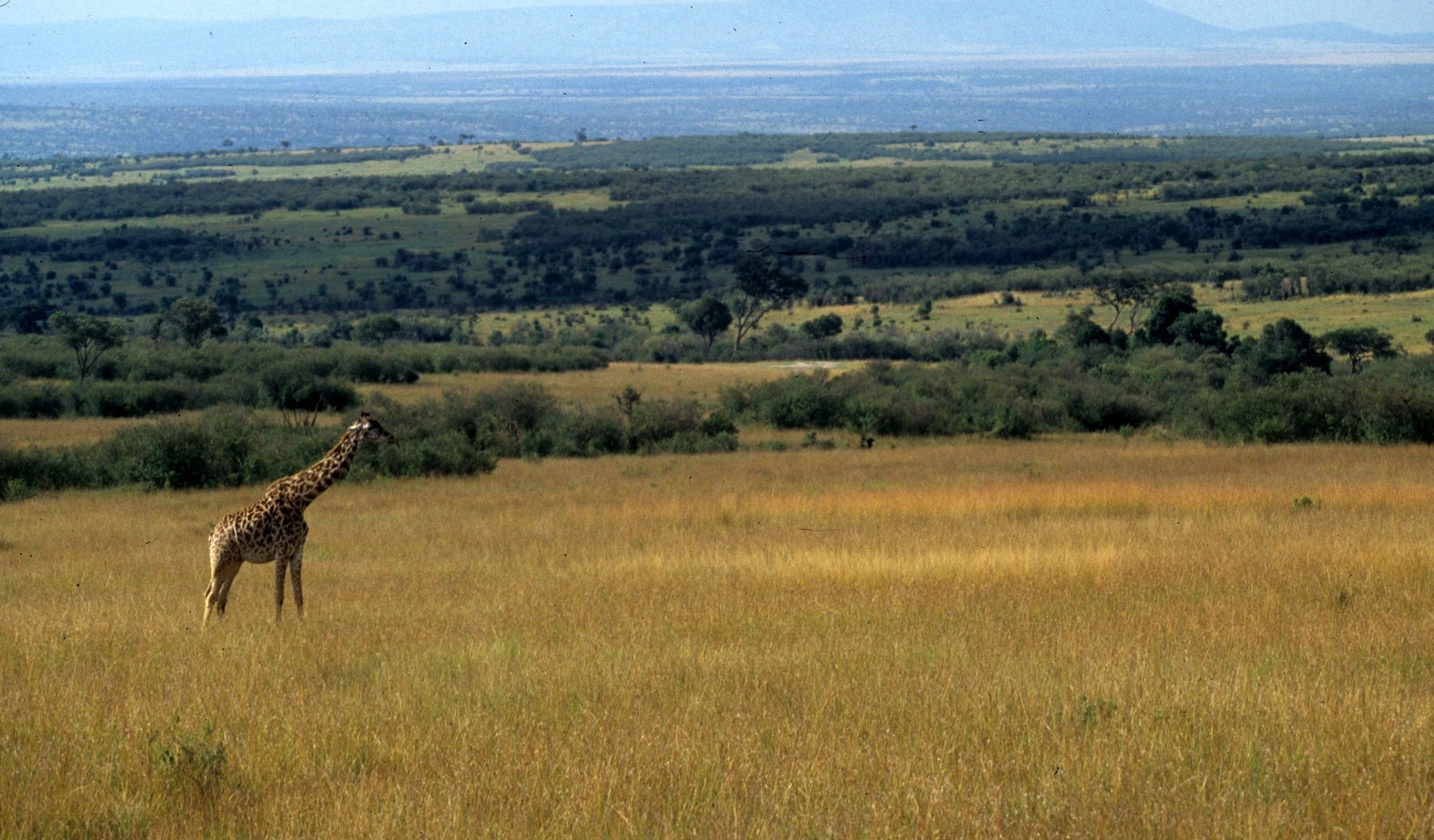 KENYA - SAVANAH BIOME (3).jpg