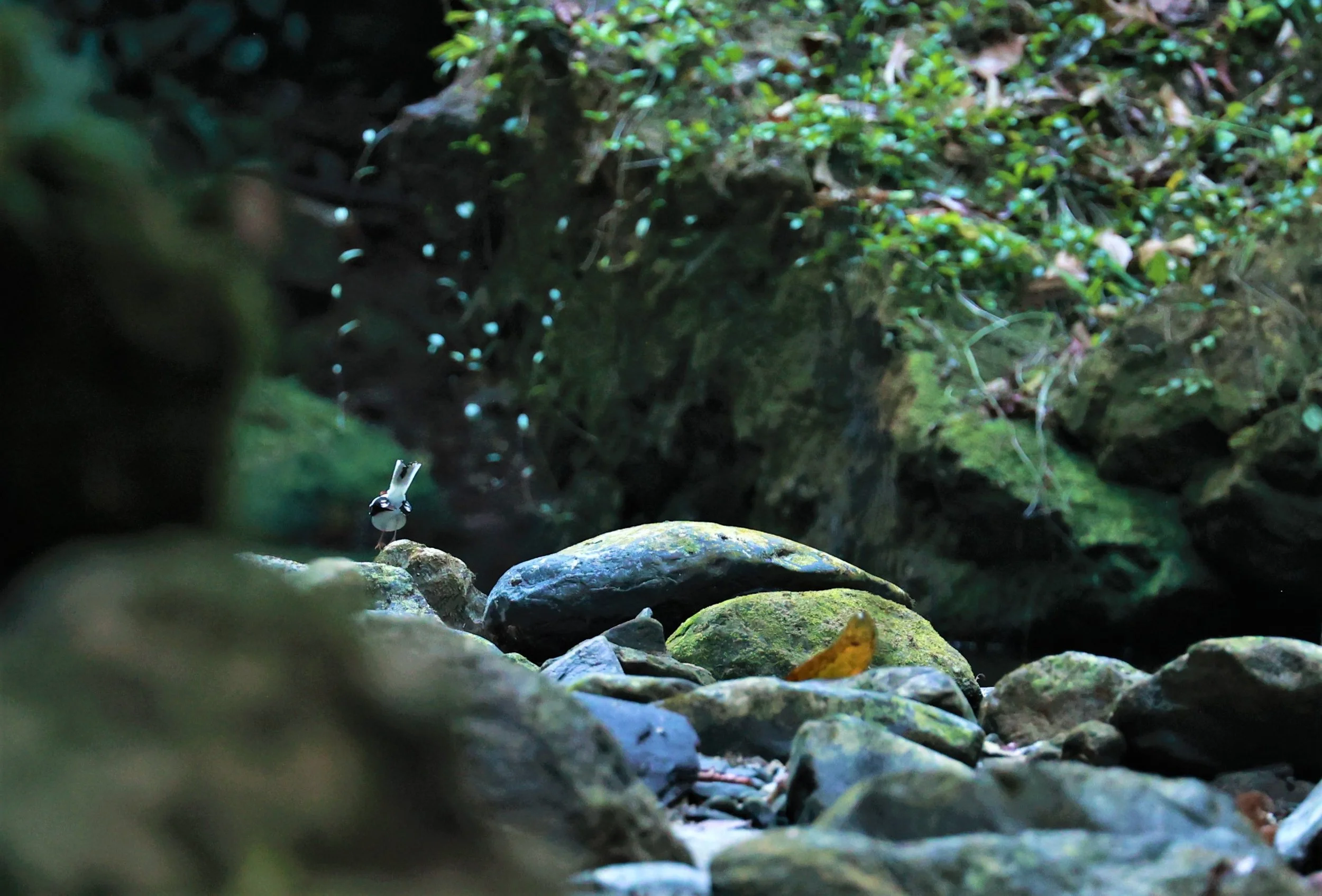 FORKTAIL - Chestnut-naped Forktail - Enicurus ruficapillus - Si Phang Nga National Park, Thailand Feb 18-19, 2023 (38).jpg