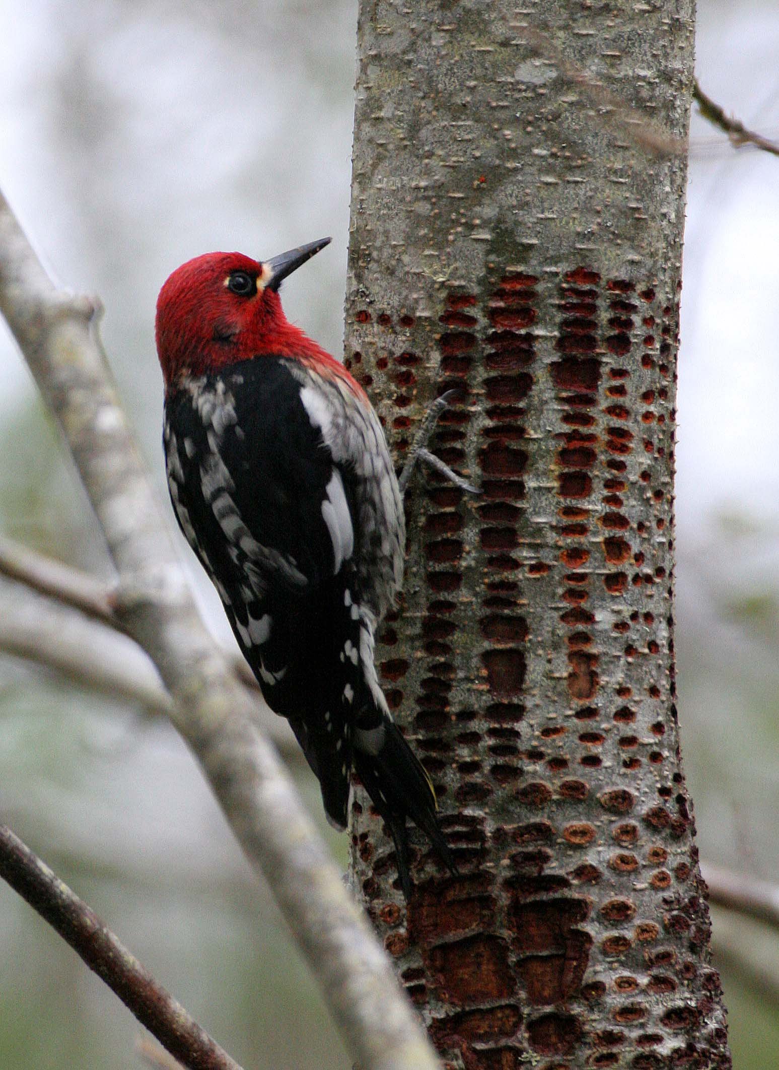 BIRD - WOODPECKER - SAPSUCKER - RED-BREASTED SAPSUCKER - SPHYRAPICUS RUBER - LAKE FARM TRAILS WA (31).JPG