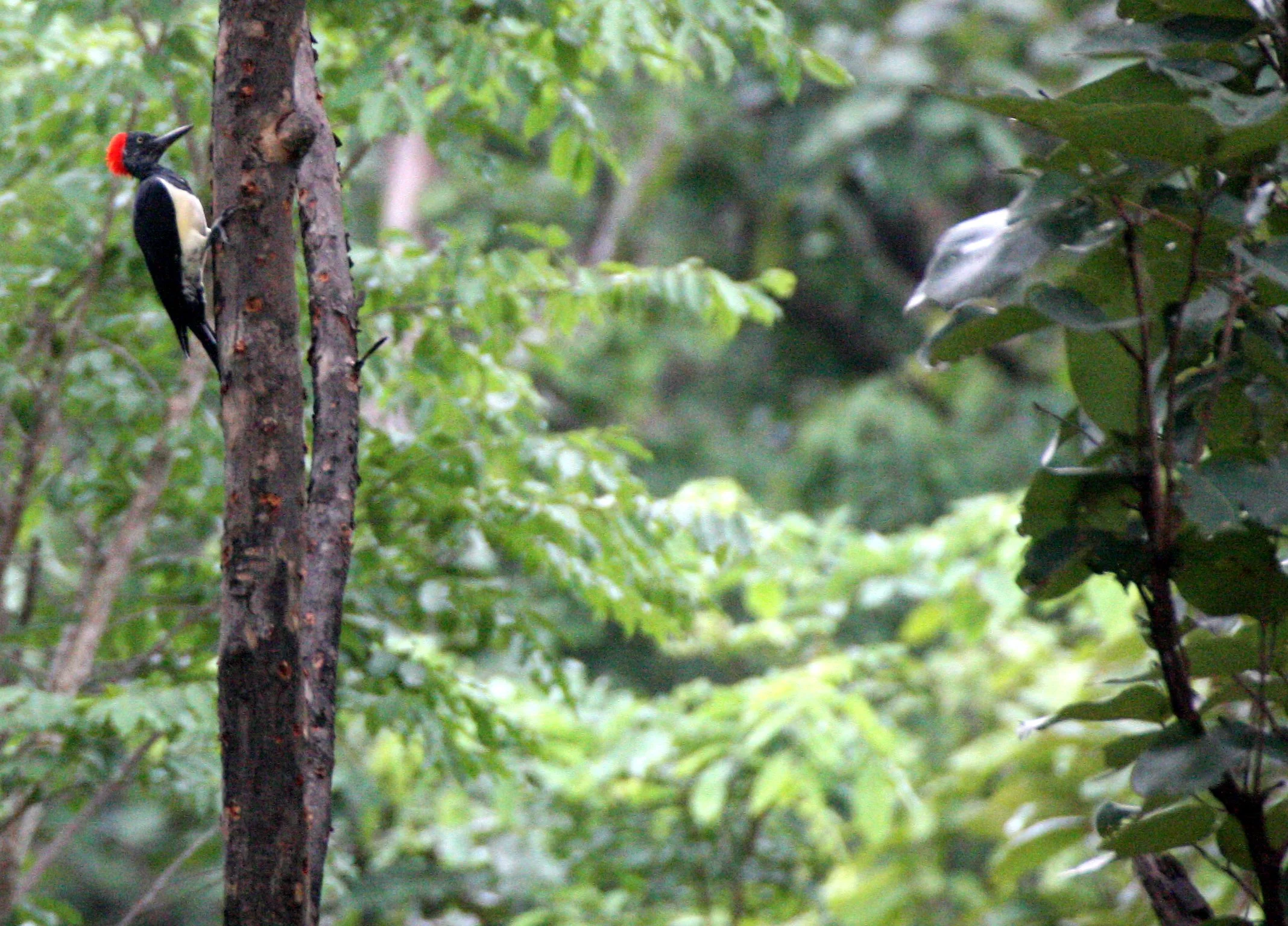 WOODPECKER - WHITE-BELLIED WOODPECKER - Dryocopus javensis - HUAI KHA KHAENG NWS THAILAND (9).JPG
