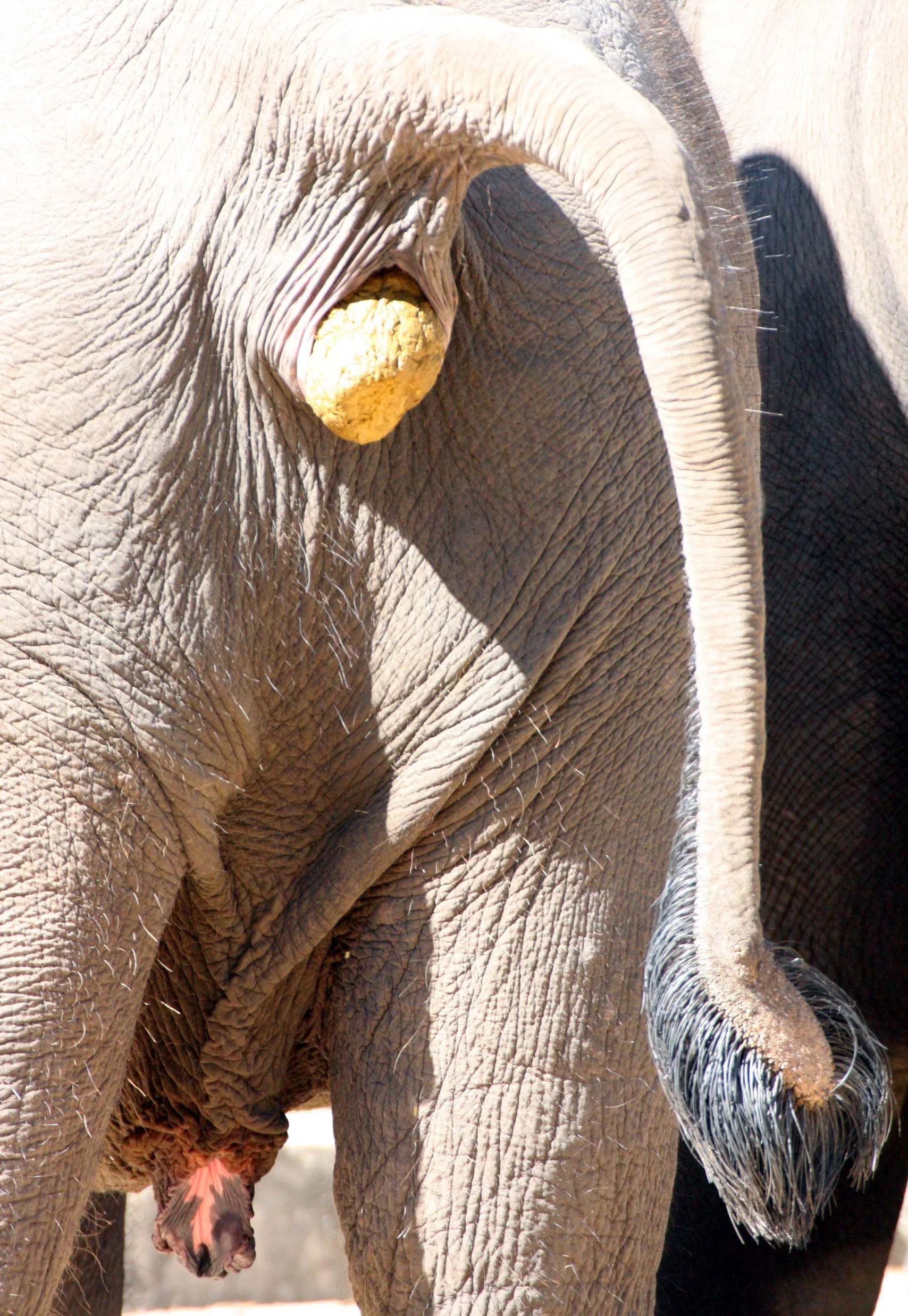 2008 Lampang City & Elephant Center (60).JPG