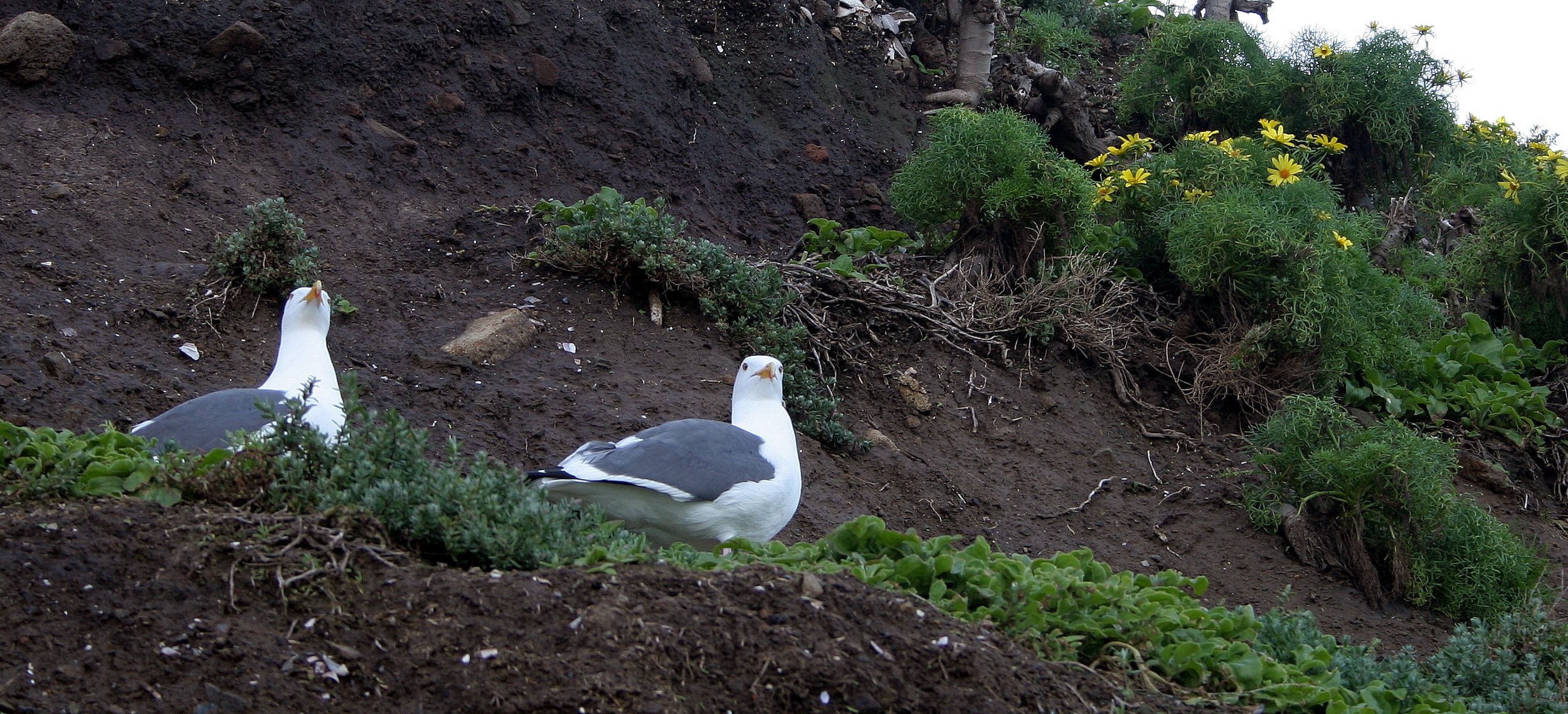 BIRD - GULL - Western Gulls - ANACAPA ISLAND CALIF.jpg
