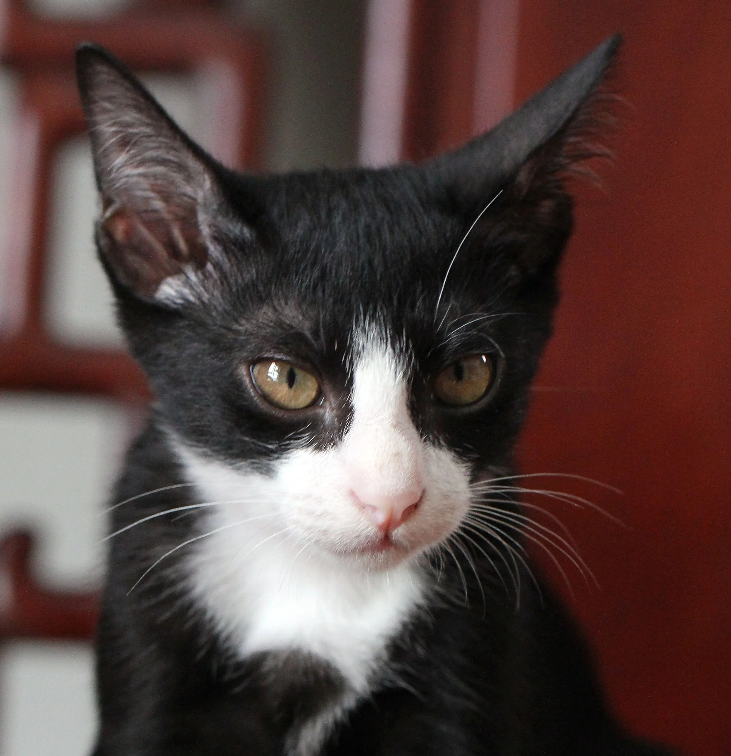 2015 Cats - Ukura & Jean Luc (24).jpg