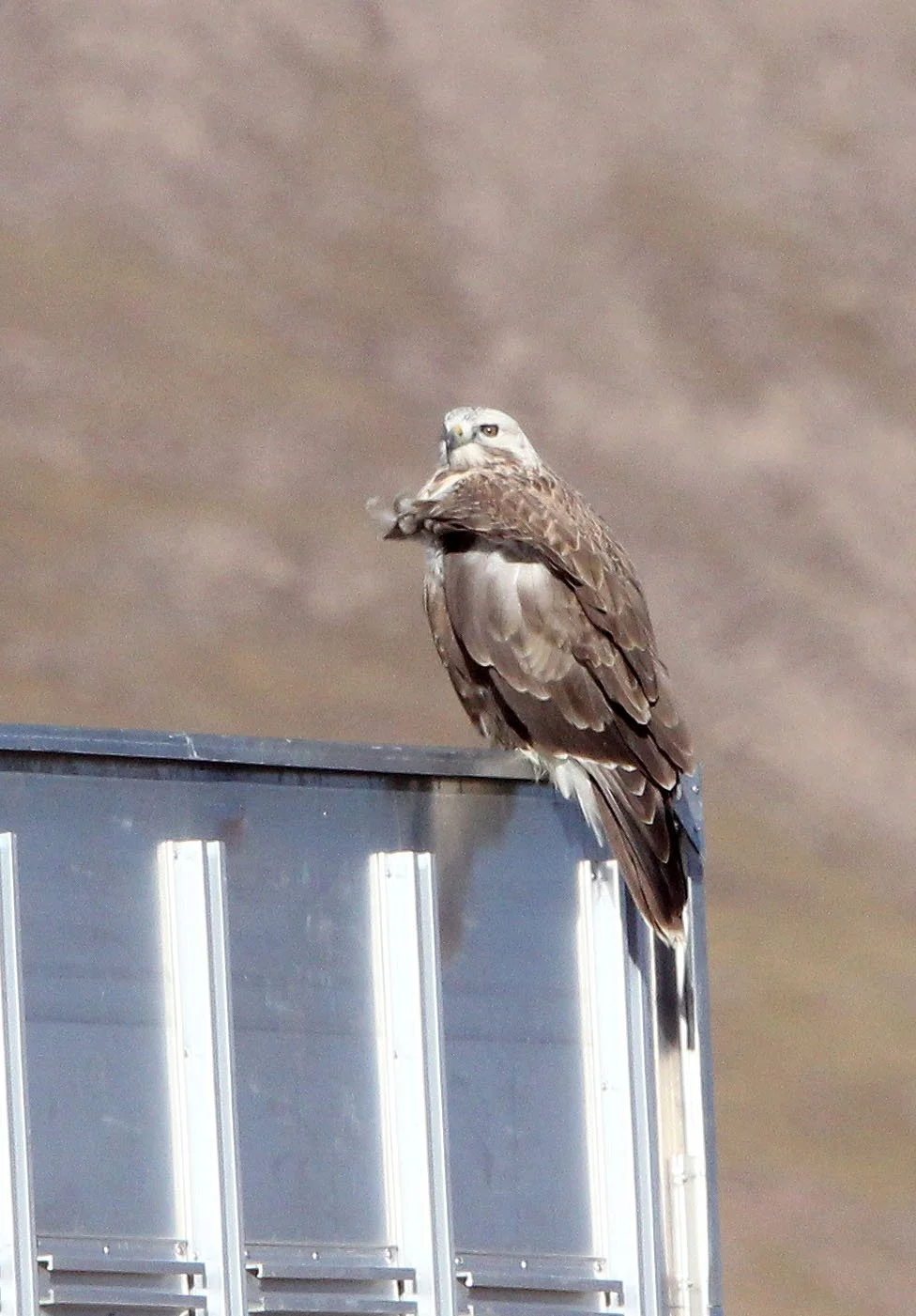 Buteo hemilasius - UPLAND BUZZARD POSSIBLE - KEKEXILI NATIONAL RESERVE - QINGHAI PROVINCE - EASTERN SECTOR (7).JPG