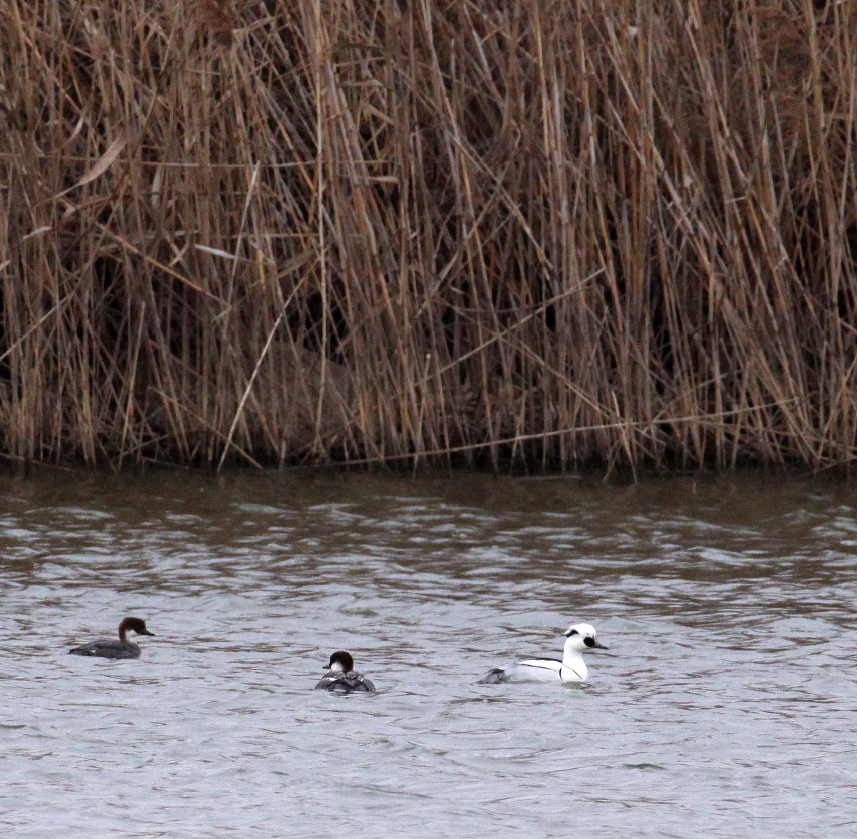 SMEW - Mergellus albellus - YANCHENG CHINA (11).JPG