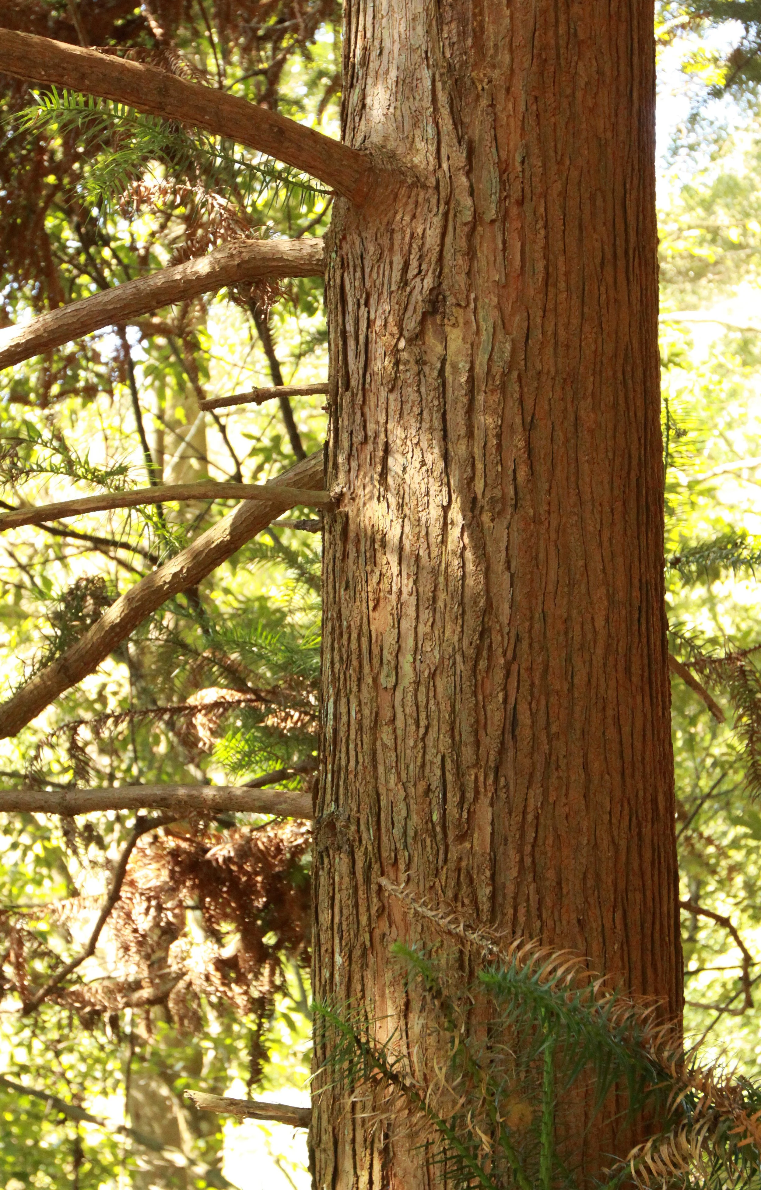 CHINESE YEW RESERVE - FUJIAN CHINA (36).JPG