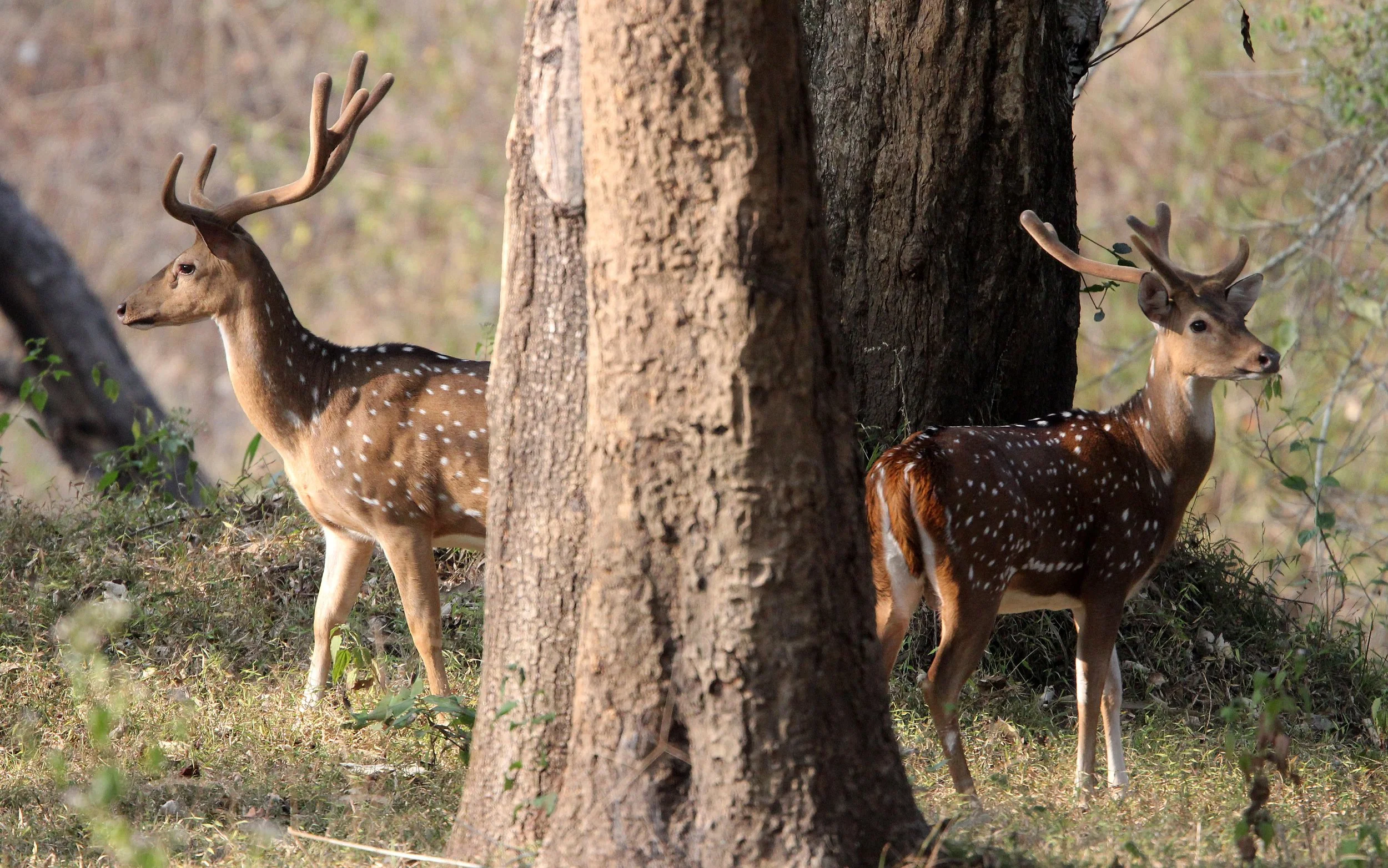 Axis axis axis - INDIAN CHITAL or SPOTTED DEAR - THOLPETTY RESERVE WAYANAD KERALA INDIA (26).JPG