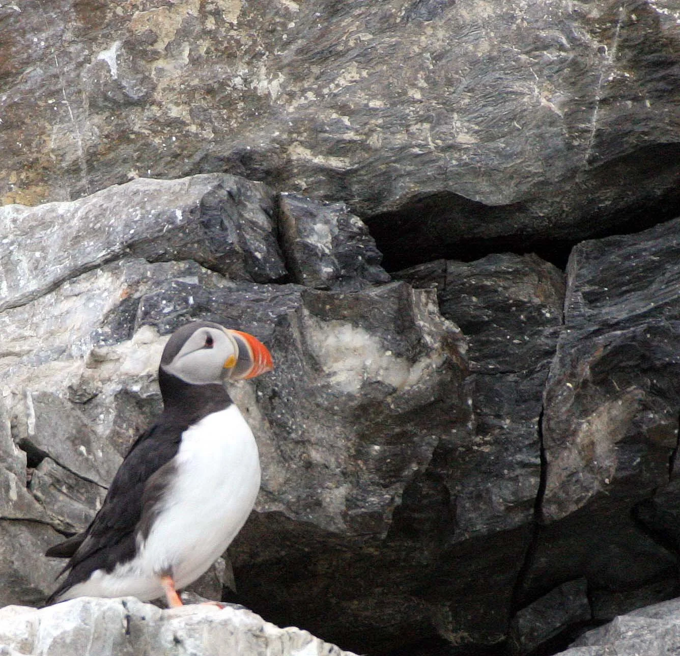 Fratercula arctica - ATLANTIC PUFFIN - SVALBARD (67).jpg