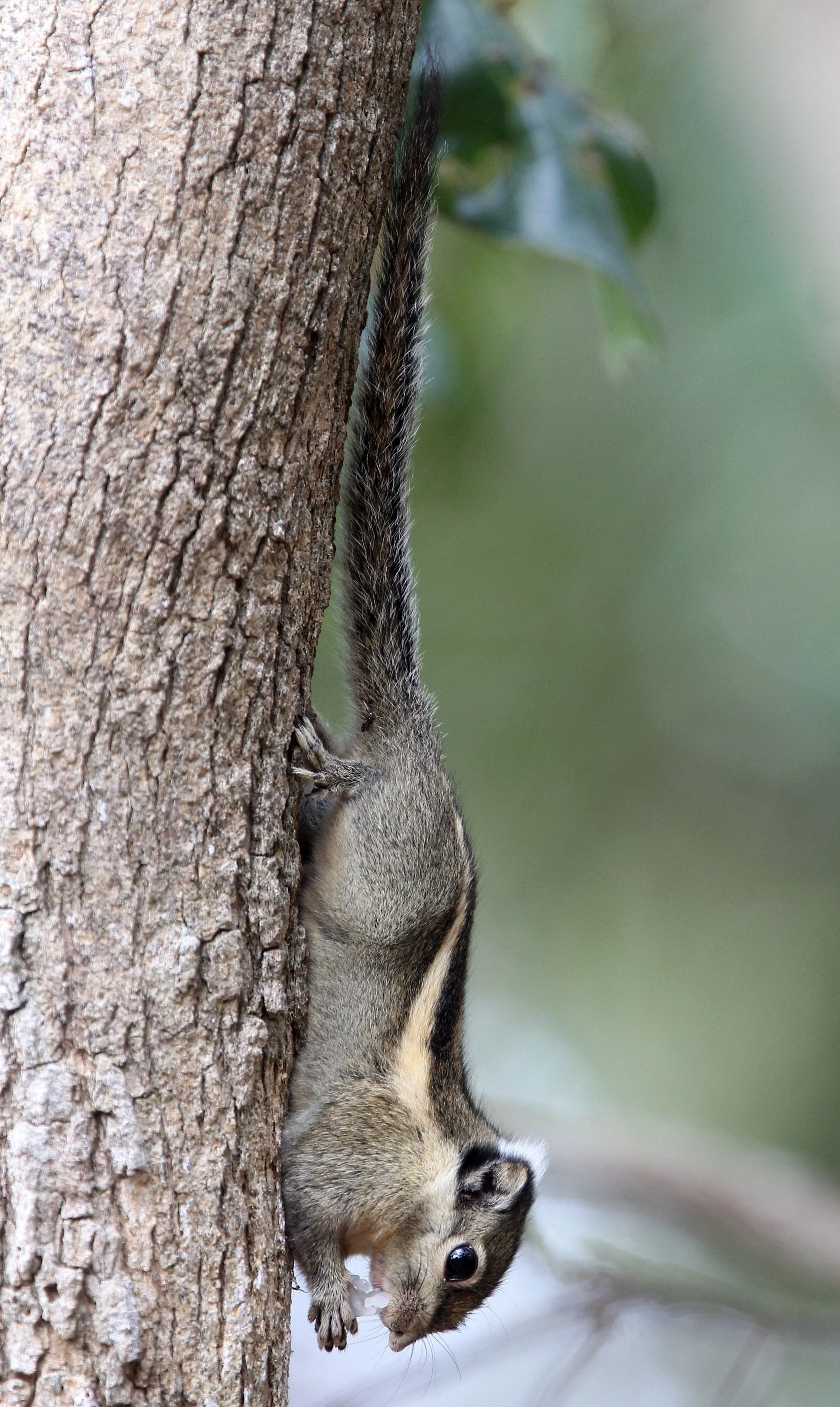 Tamiops rodolphii - CAMBODIAN STRIPED SQUIRREL - WAT PHATAK SUA NONGKAI PROVINCE THAILAND (8).JPG