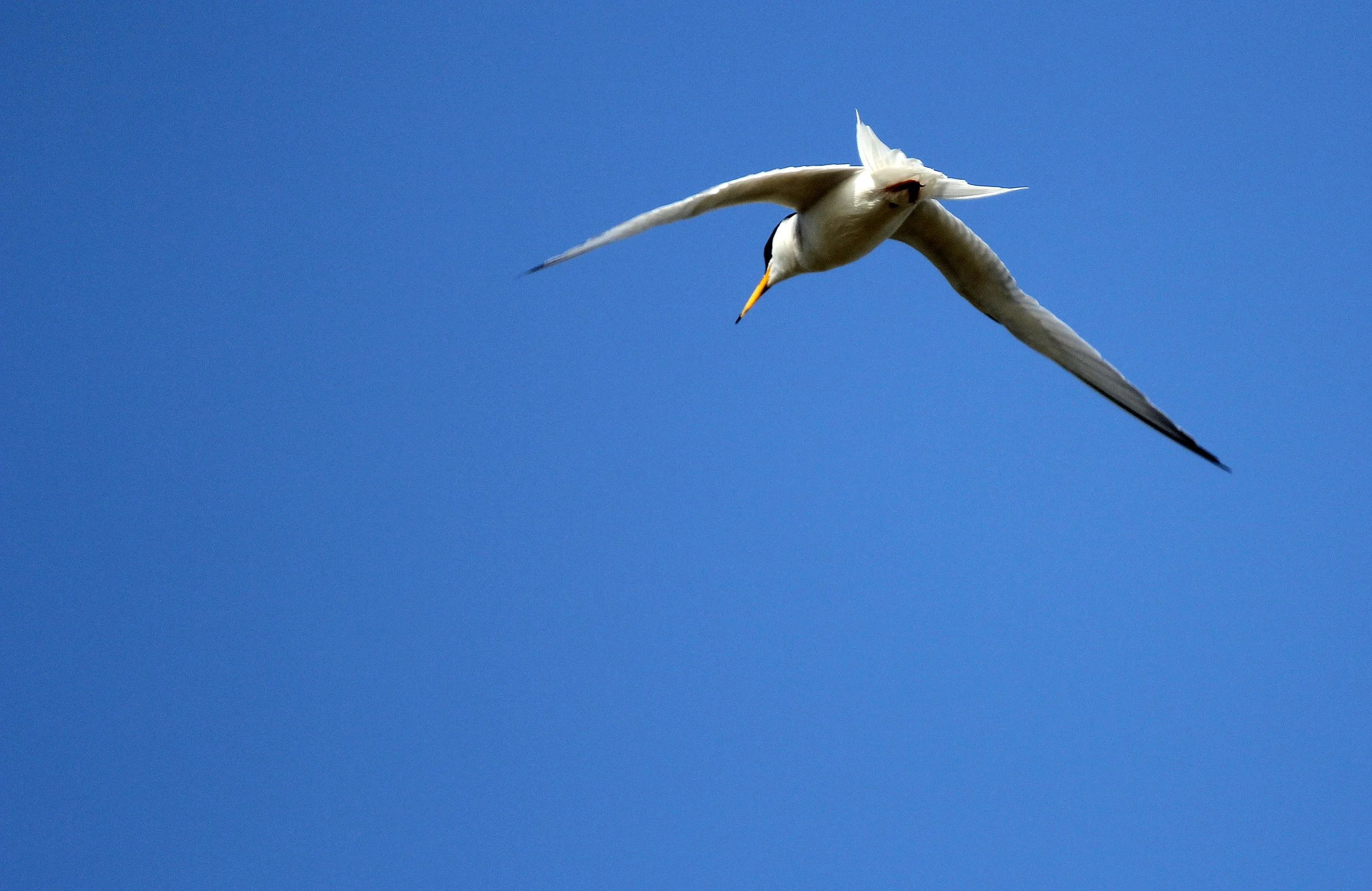 BIRD - TERN - LITTLE TERN - NEAR KORBA WETLANDS TUNISIA (13).JPG