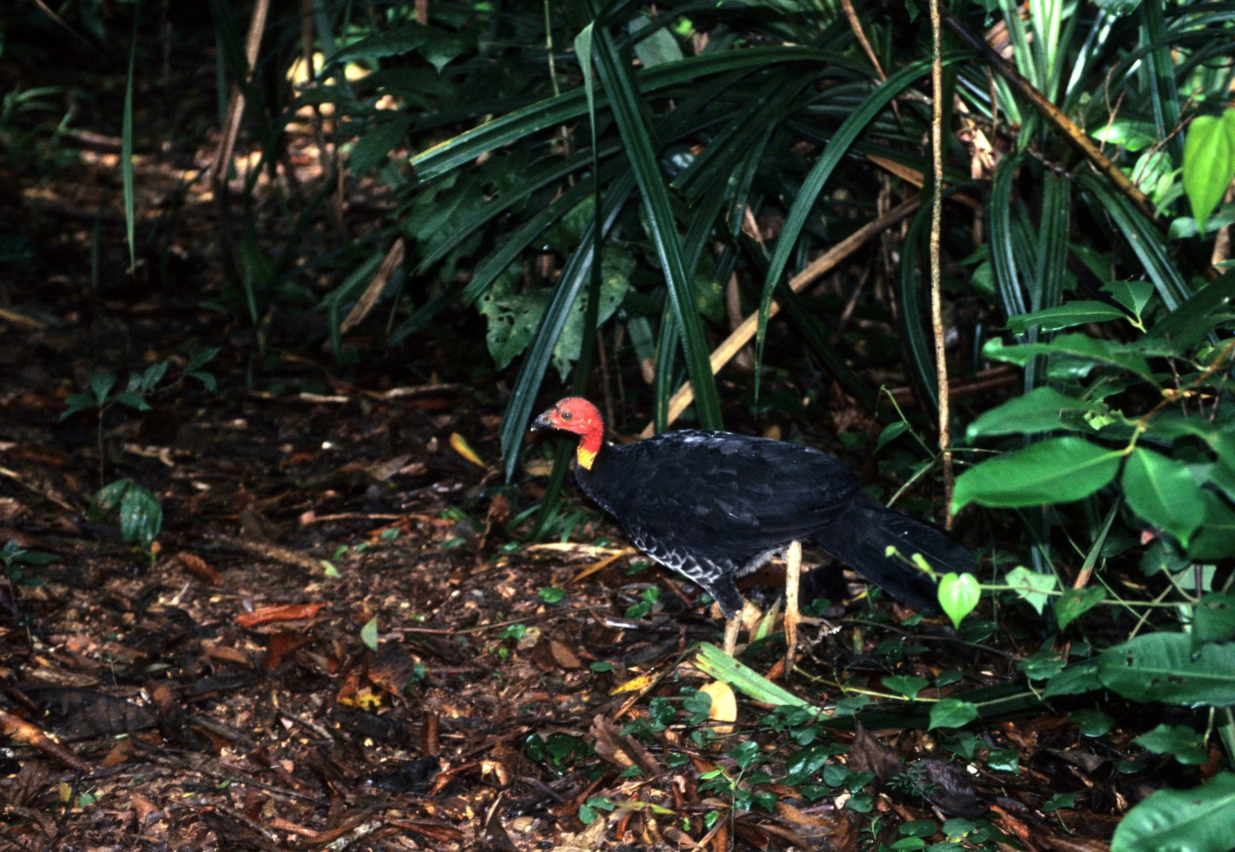BIRD - AUSTRALIAN BUSH TURKEY - CAPE YORK AUSTRALIA.jpg